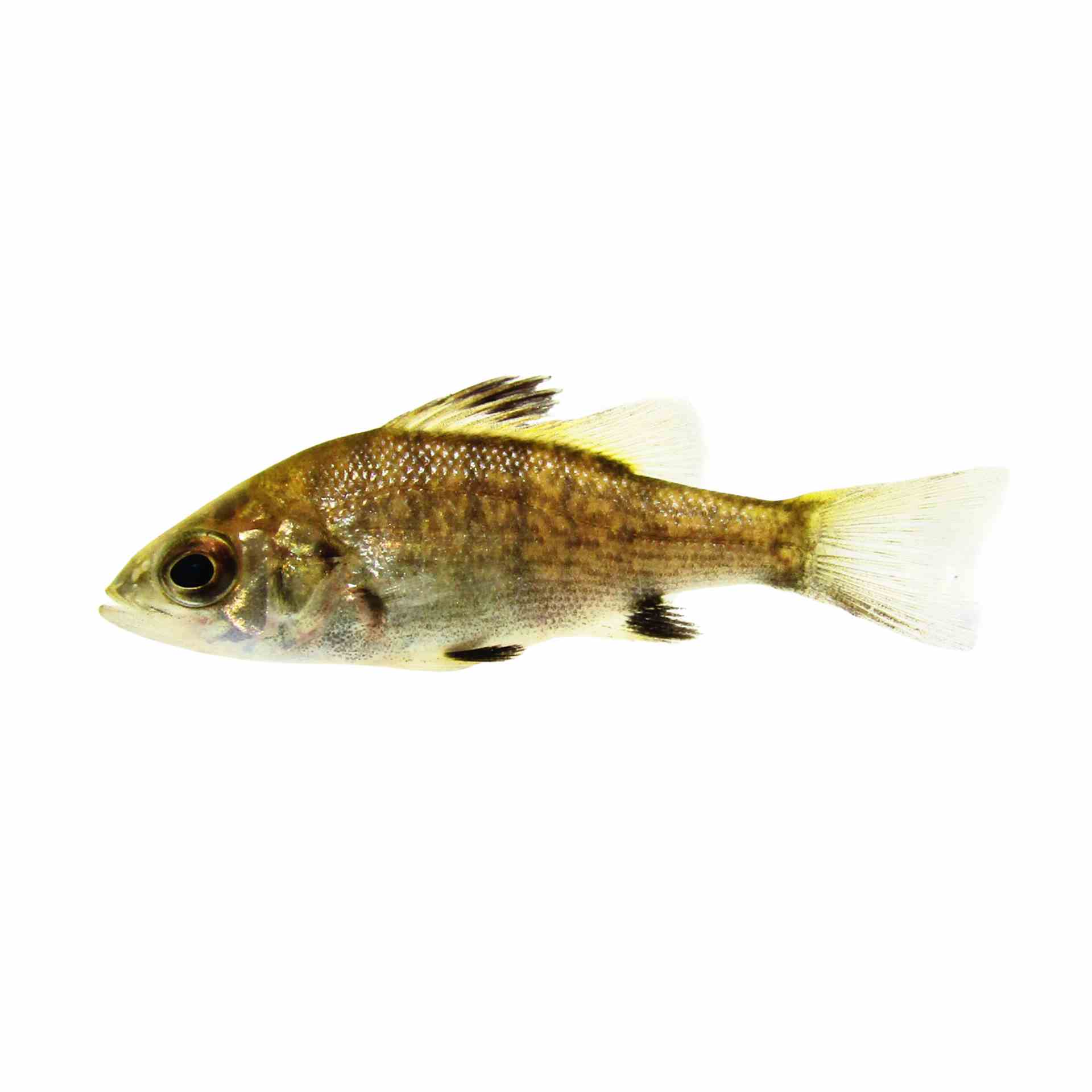 Australian Bass (5cm)