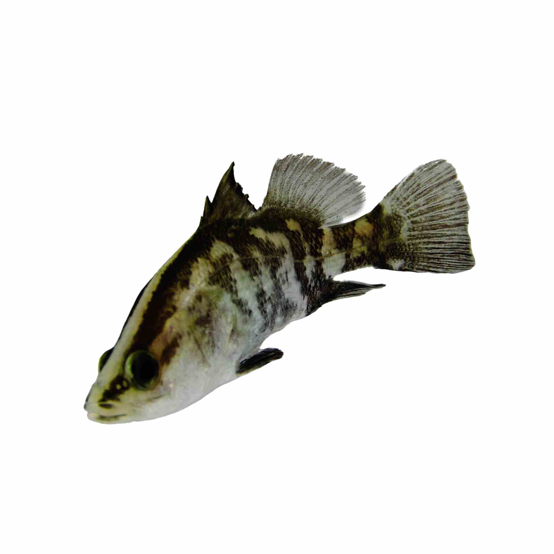 Barramundi (3cm)