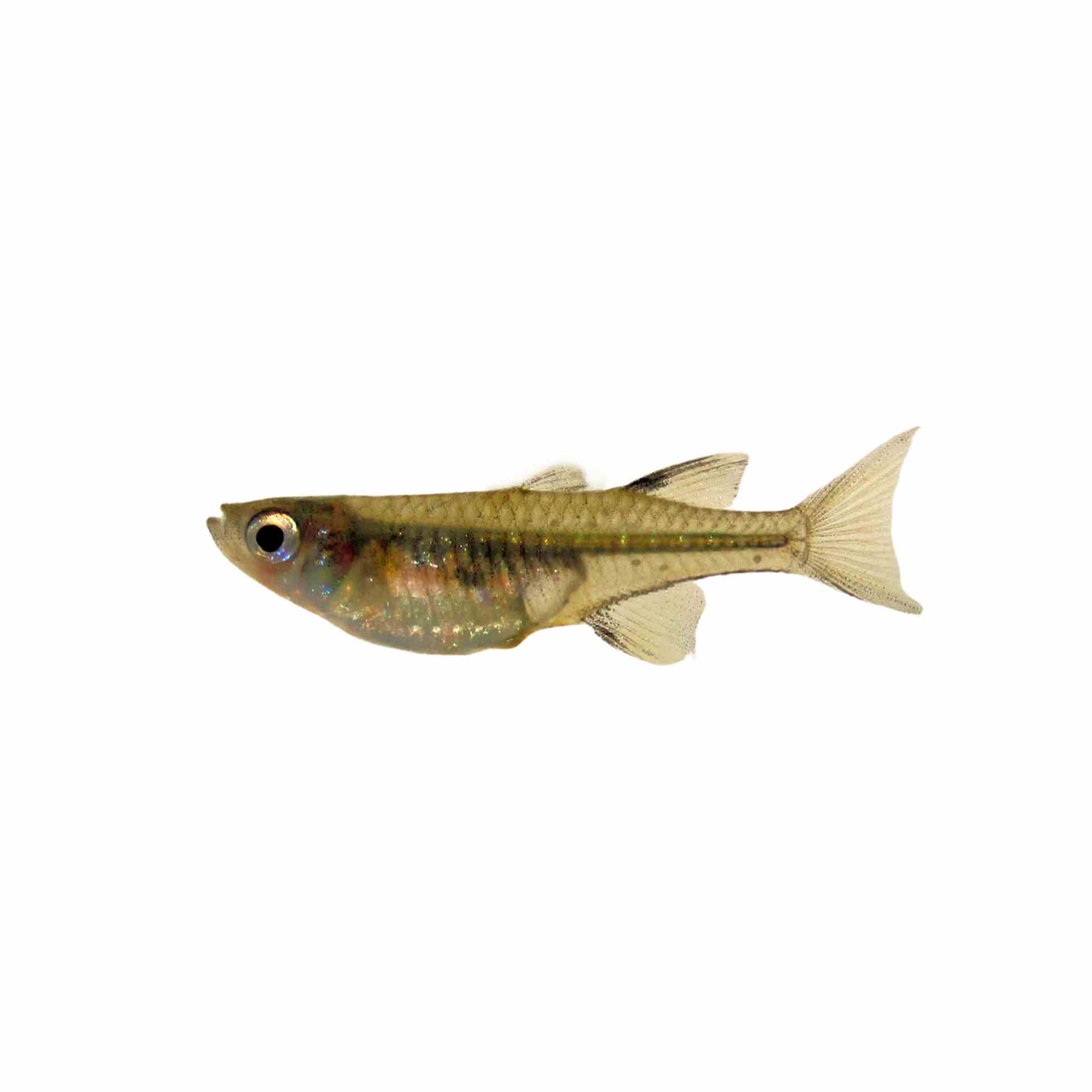 Blue Eye Pacific (3cm)