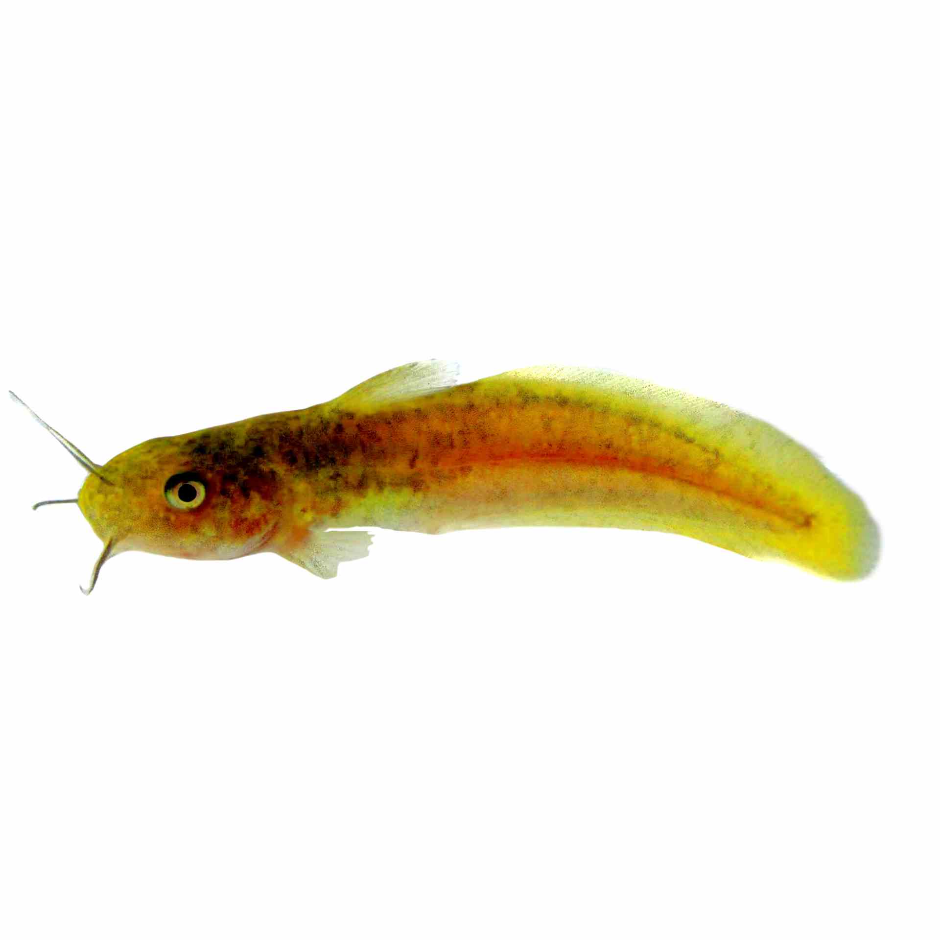Catfish Tandanus (5cm)