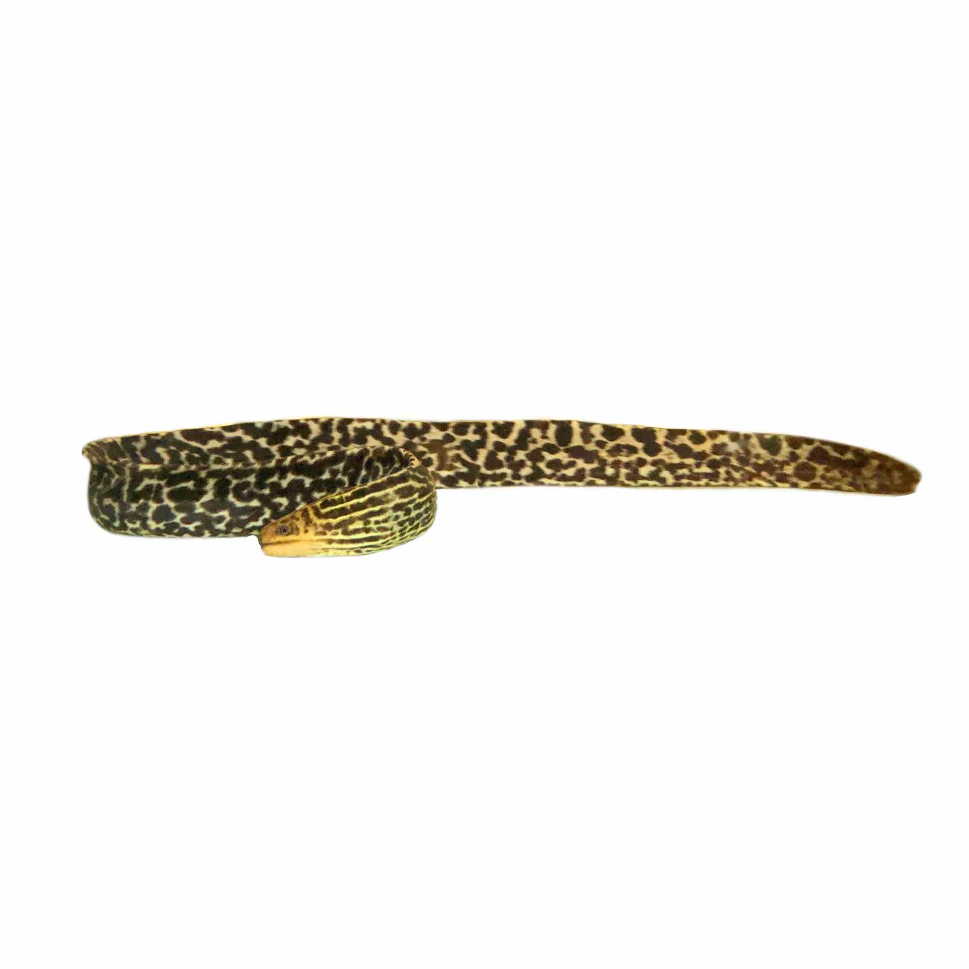 Eel Freshwater Tiger Moray (20cm)
