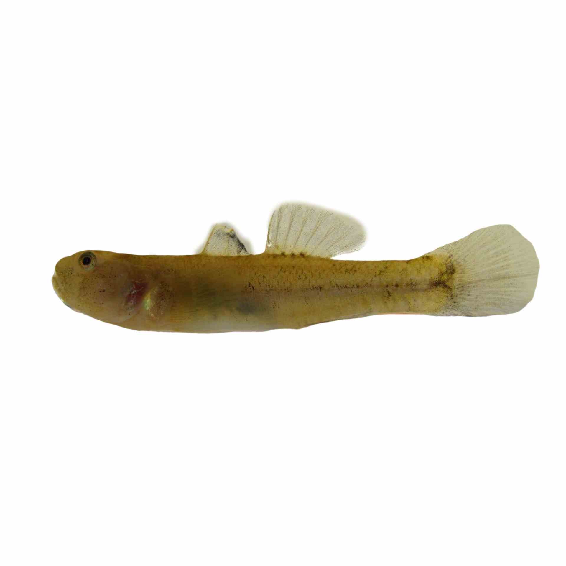 Goby Desert (4cm)