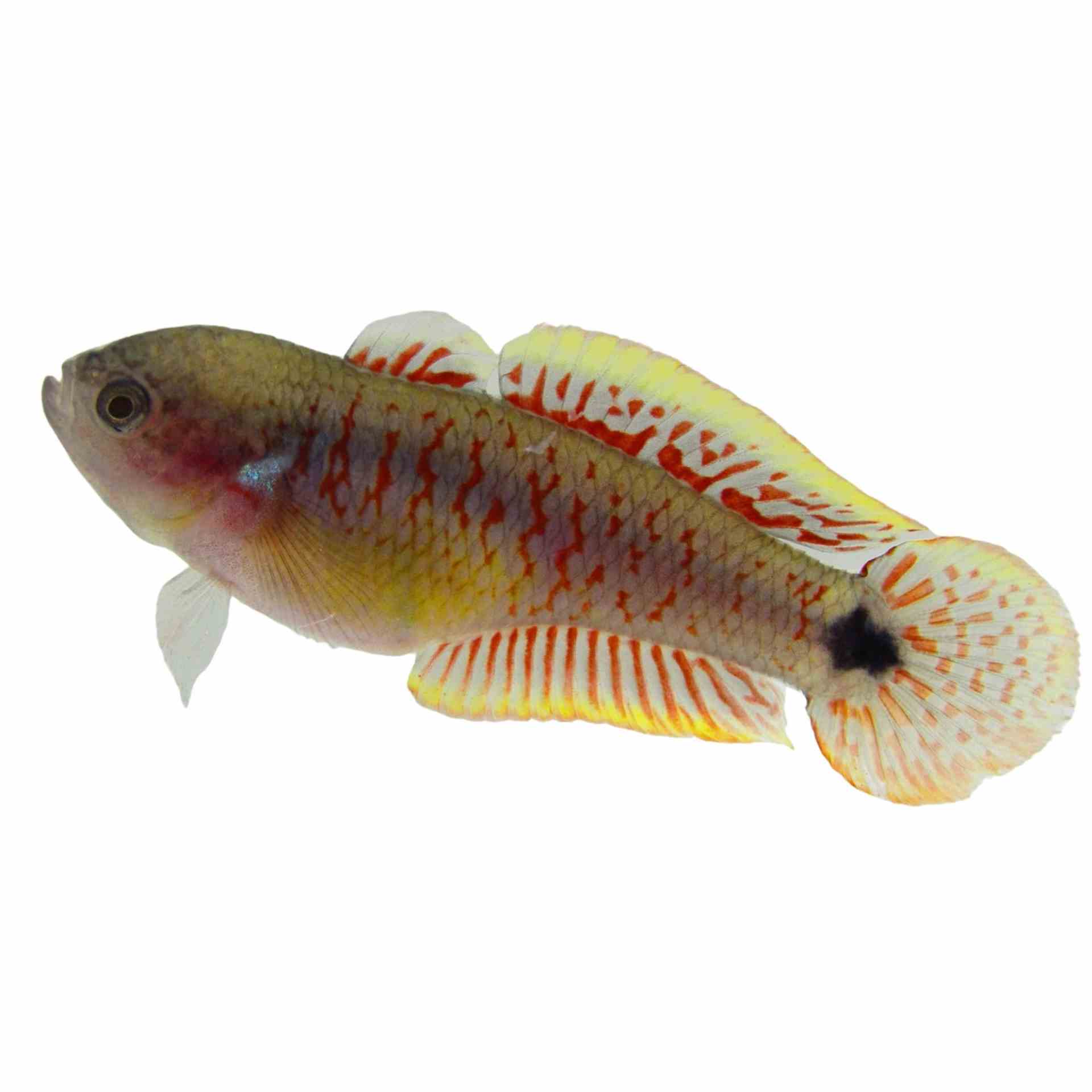 Gudgeon Peacock N.g. (4cm)