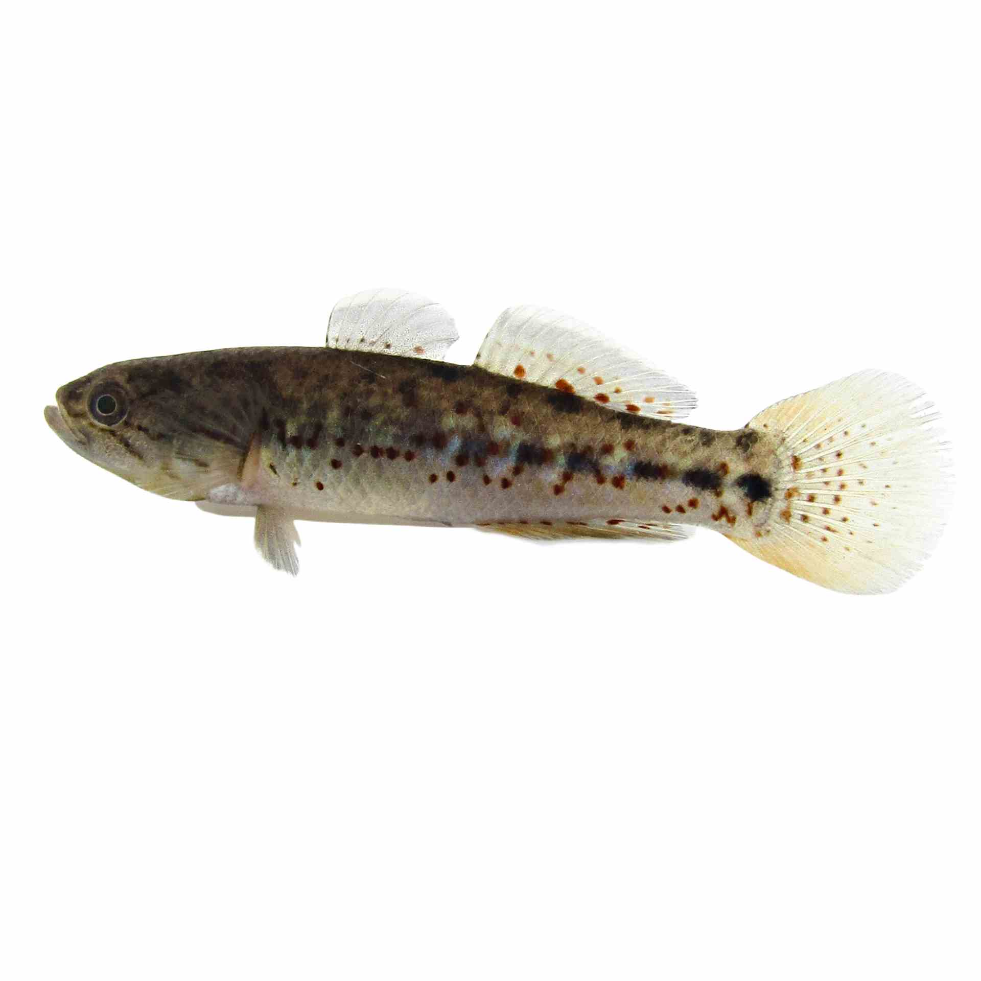 Gudgeon Purple Spotted (3cm)