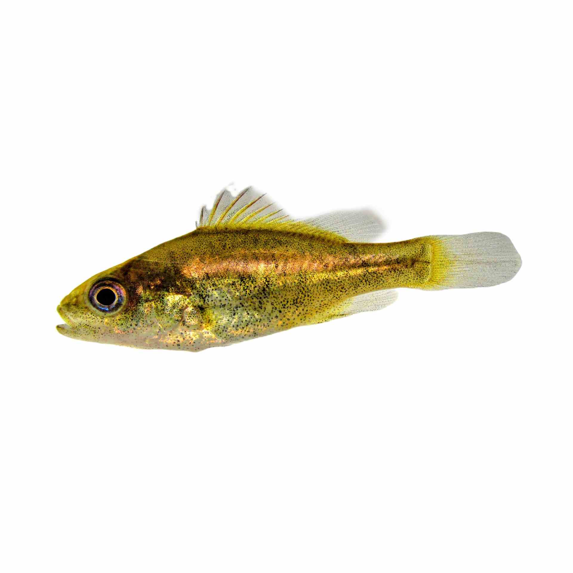 Perch - Golden (4-6cm) (5cm)