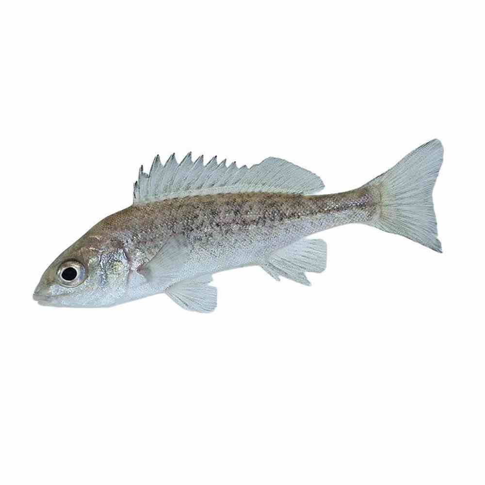 Perch Silver (6-8cm) (7cm)