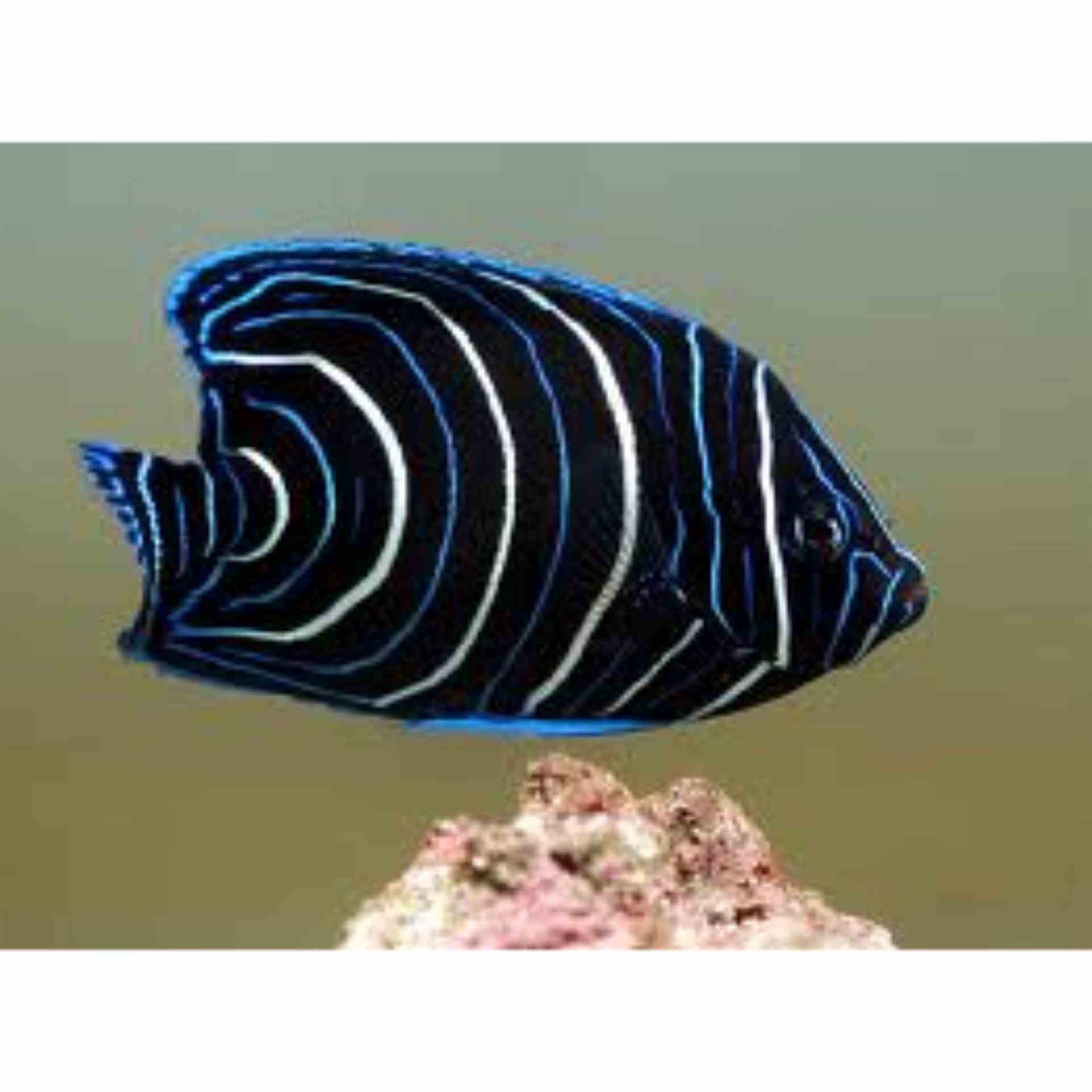 Angelfish - Koran - Juv (SML)