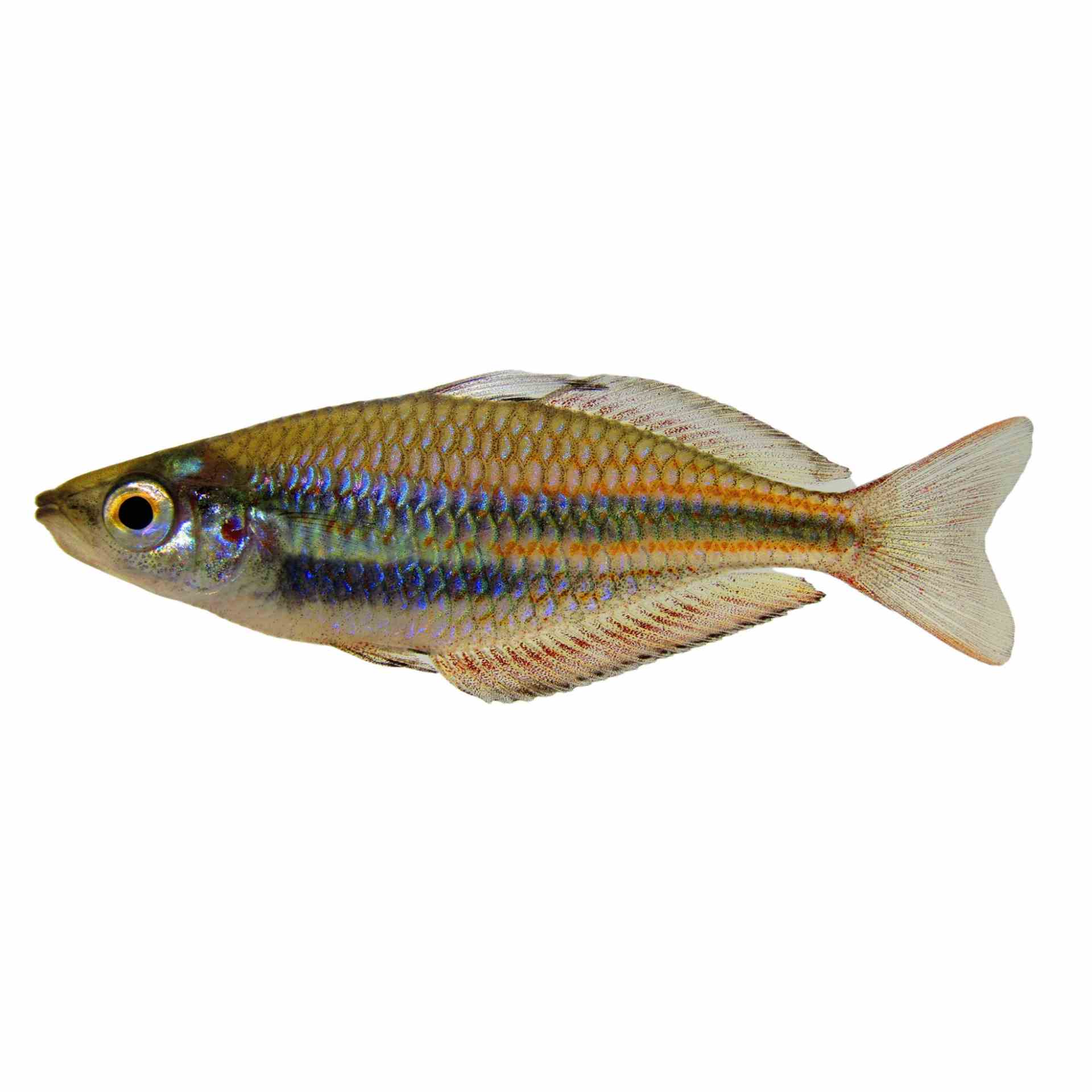 Banded Rainbow - Goyder River (4cm)