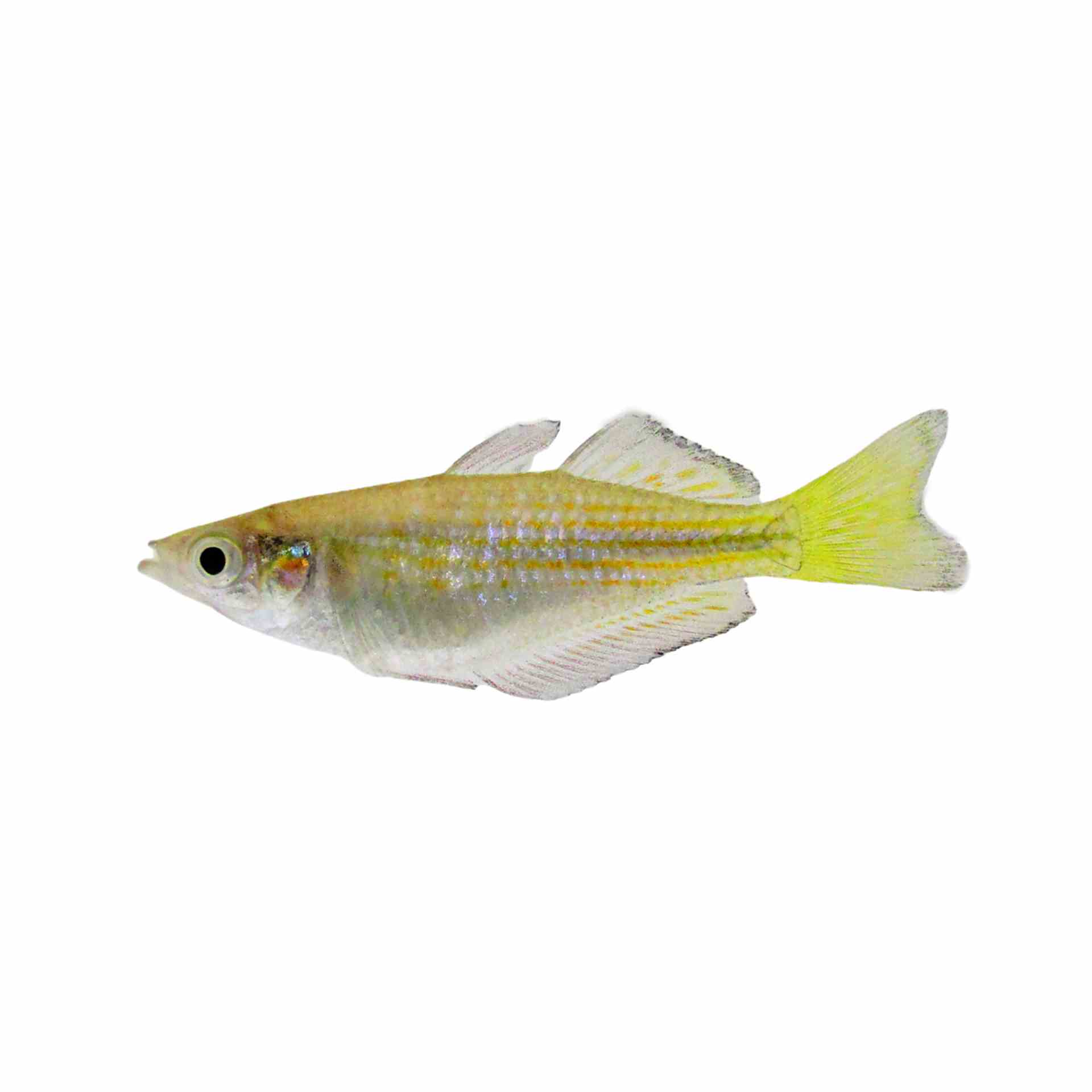 Black Banded Rainbow (5cm)