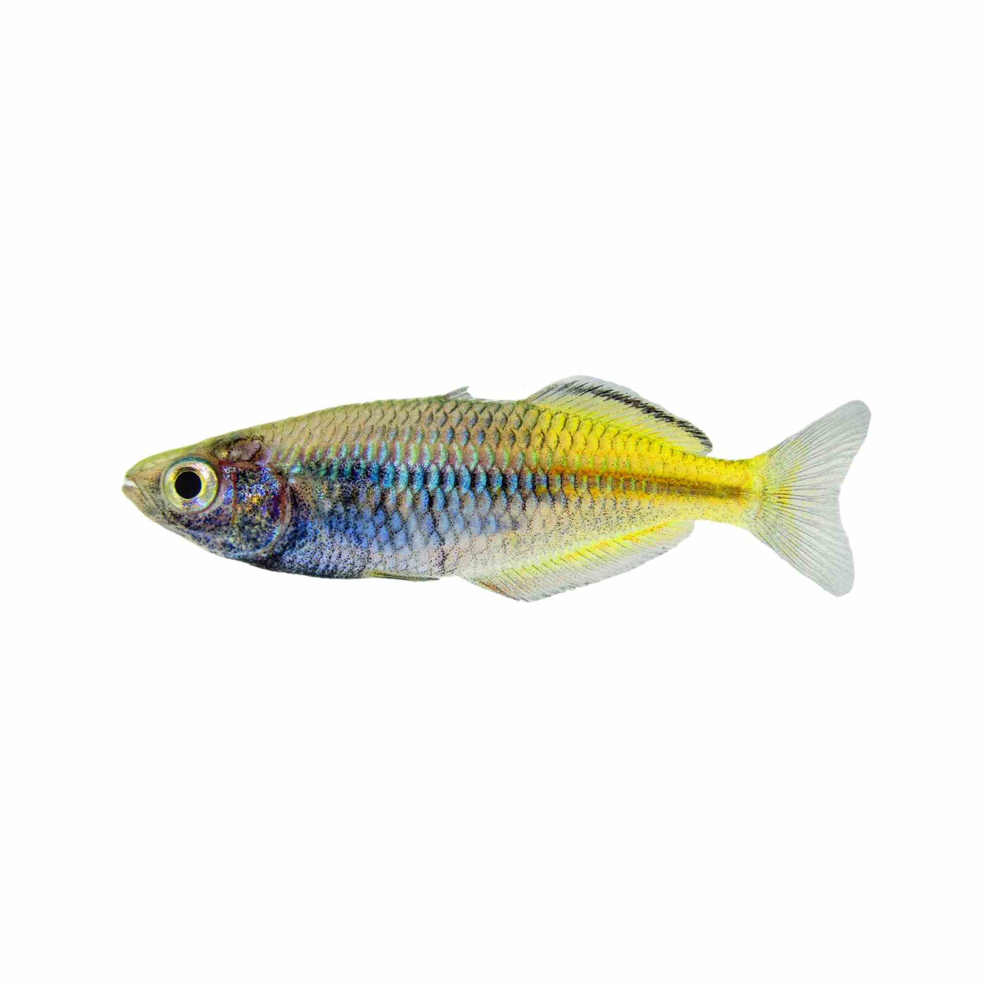 Boesemani Rainbow N.g. 3-4cm (3.5cm)