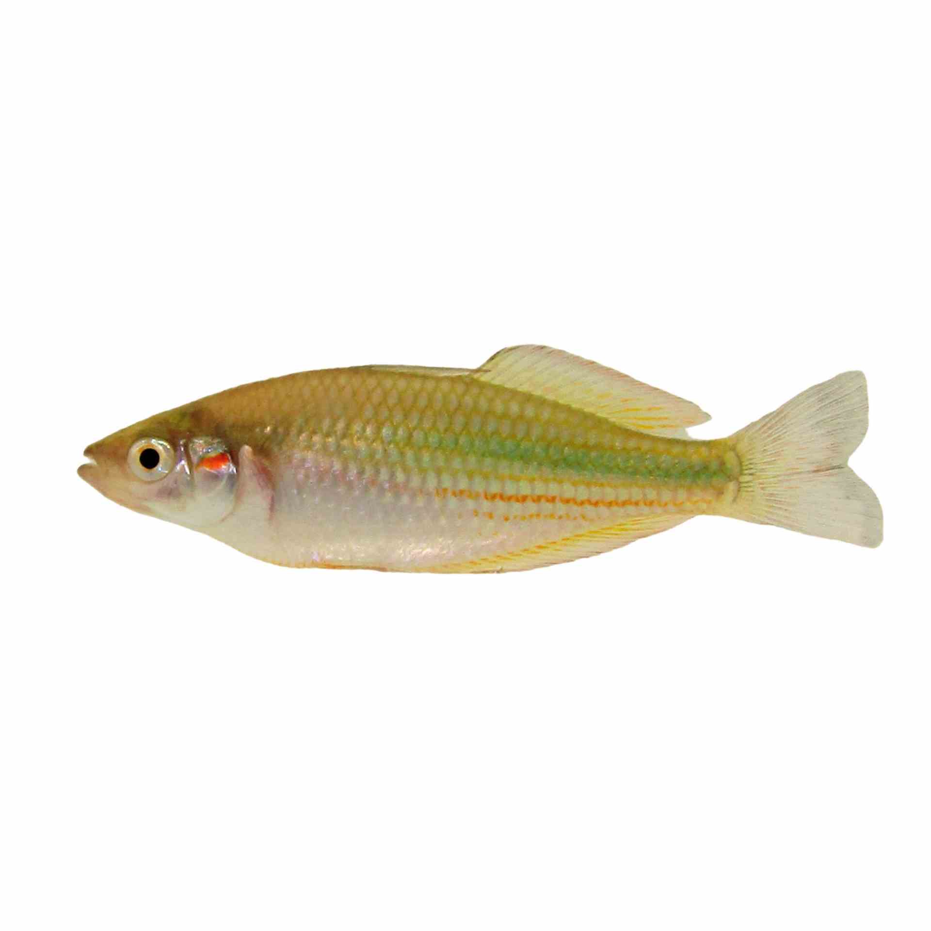 Duboulay's / Crimson Spot Rainbow (5cm)