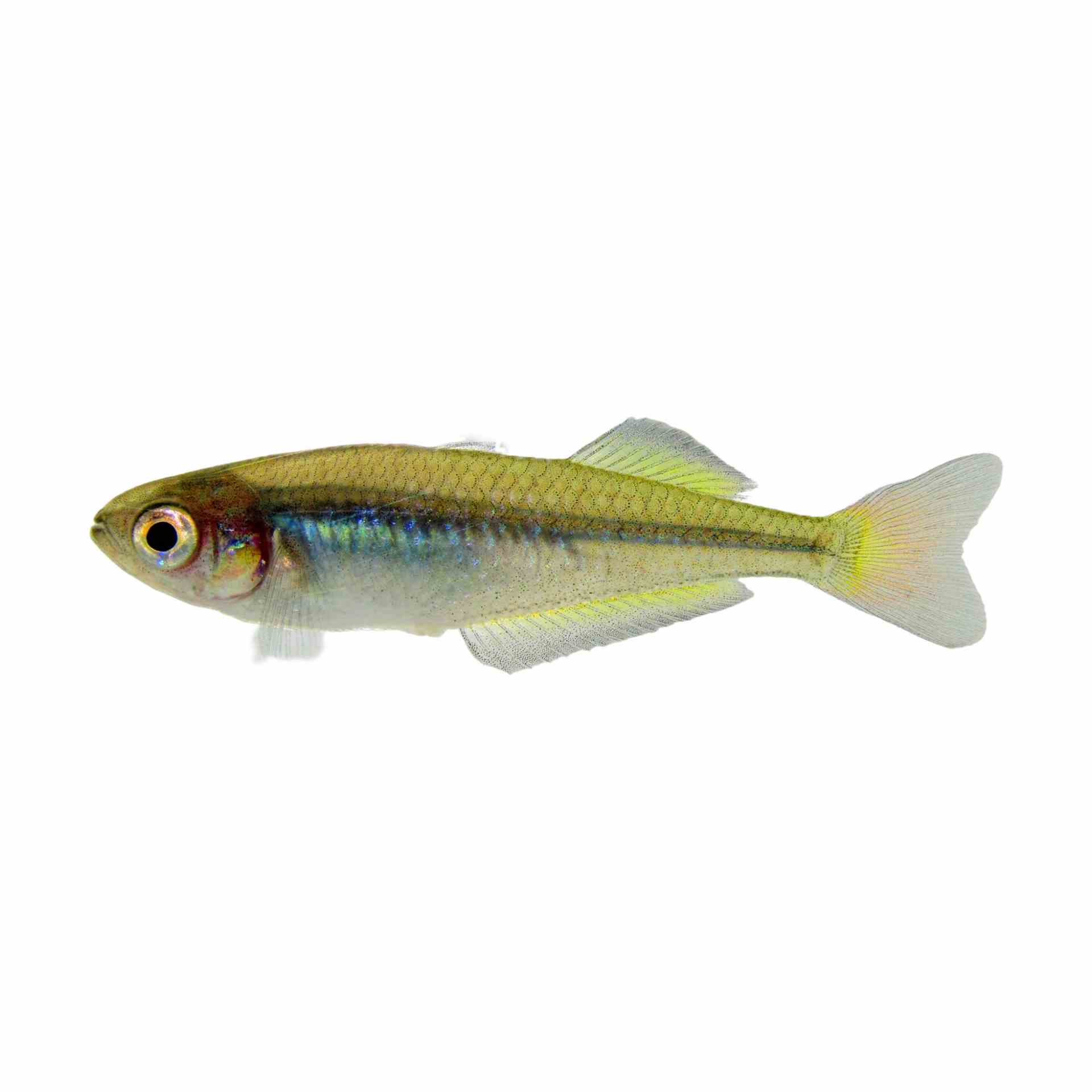 Murray River Rainbow (4cm)