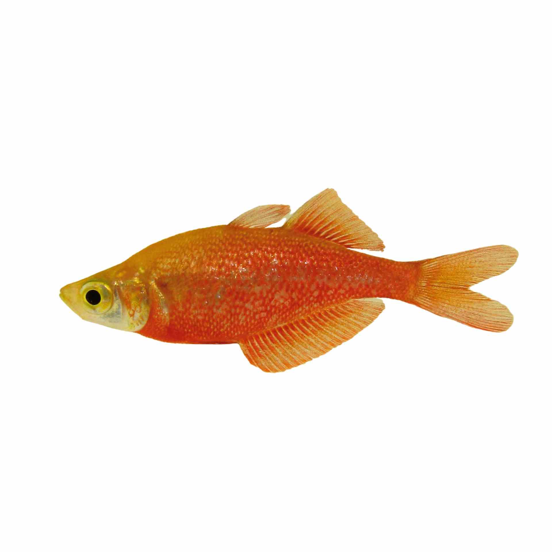 Red Rainbow N.g. (5cm)