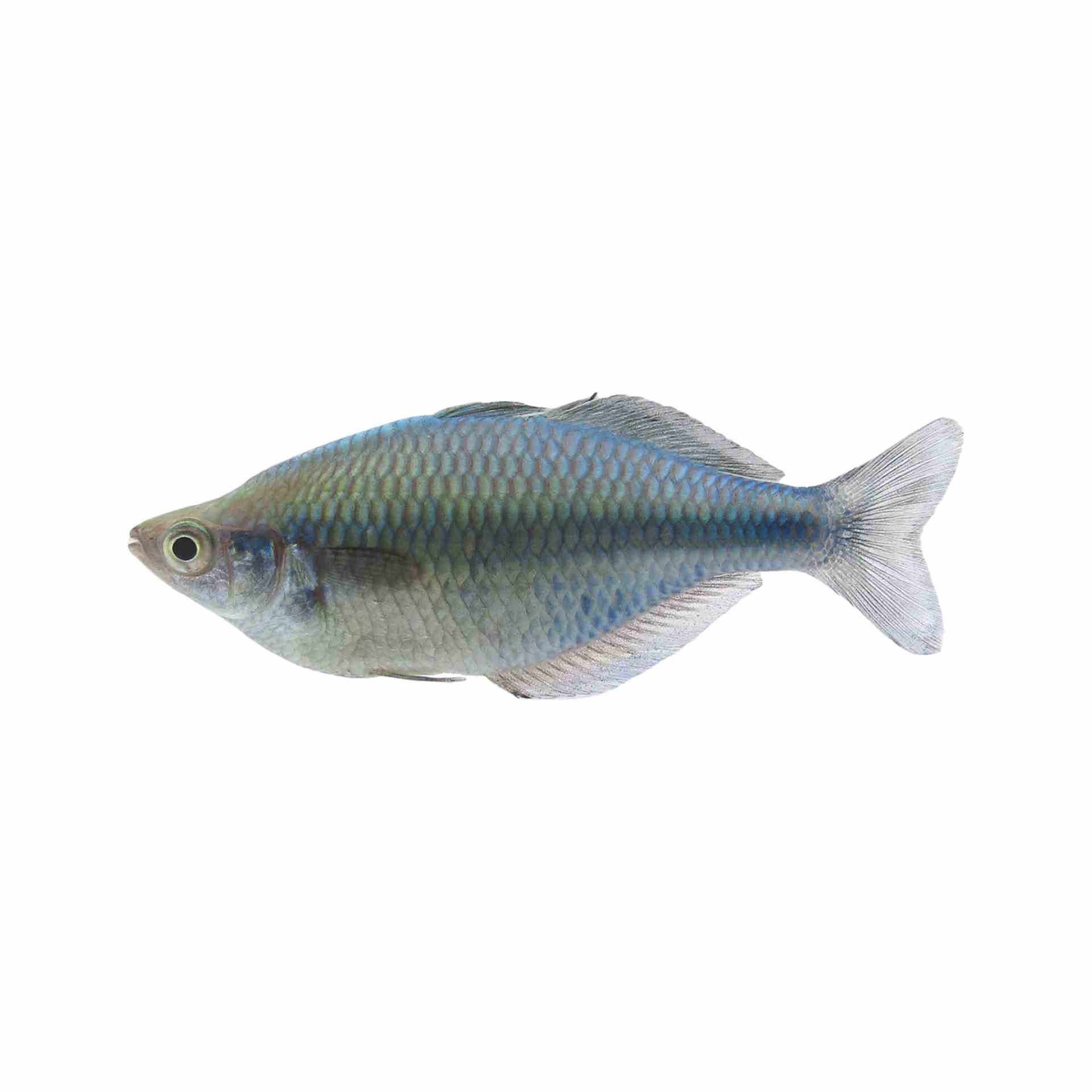 Turquoise Rainbow - Lacustris (4cm)