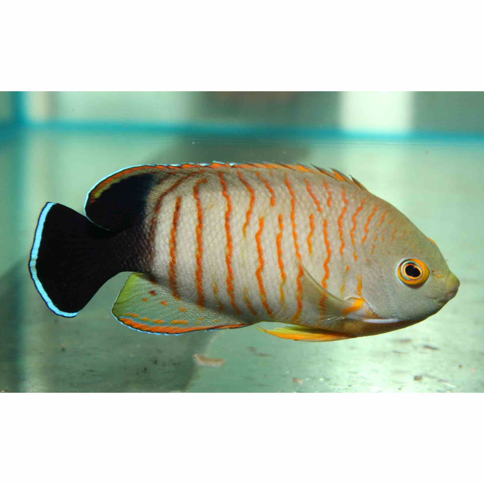 Angelfish - Orange-lined (SML)