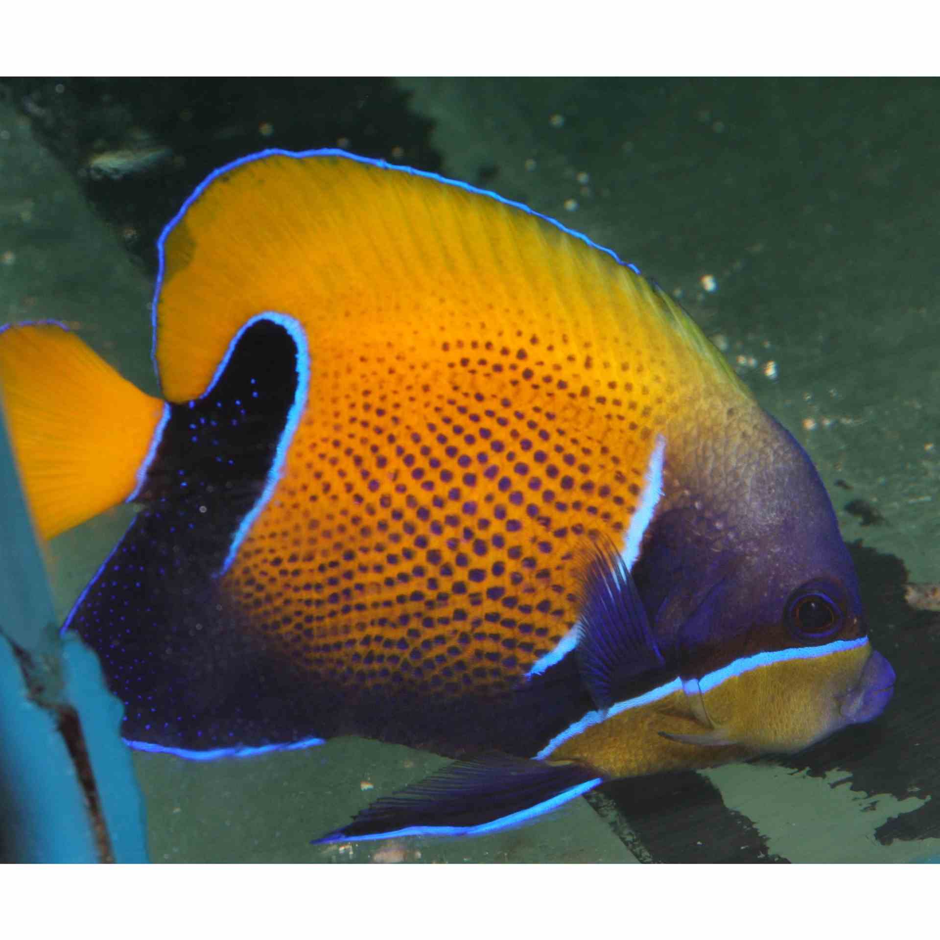 Angelfish - Blue Girdled - Med Adult (majestic) (MDA)