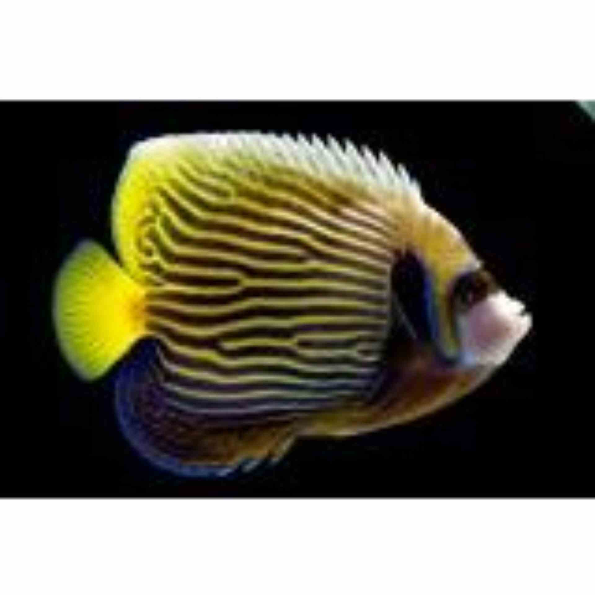 Angelfish - Emperor - Juv (MDJ)