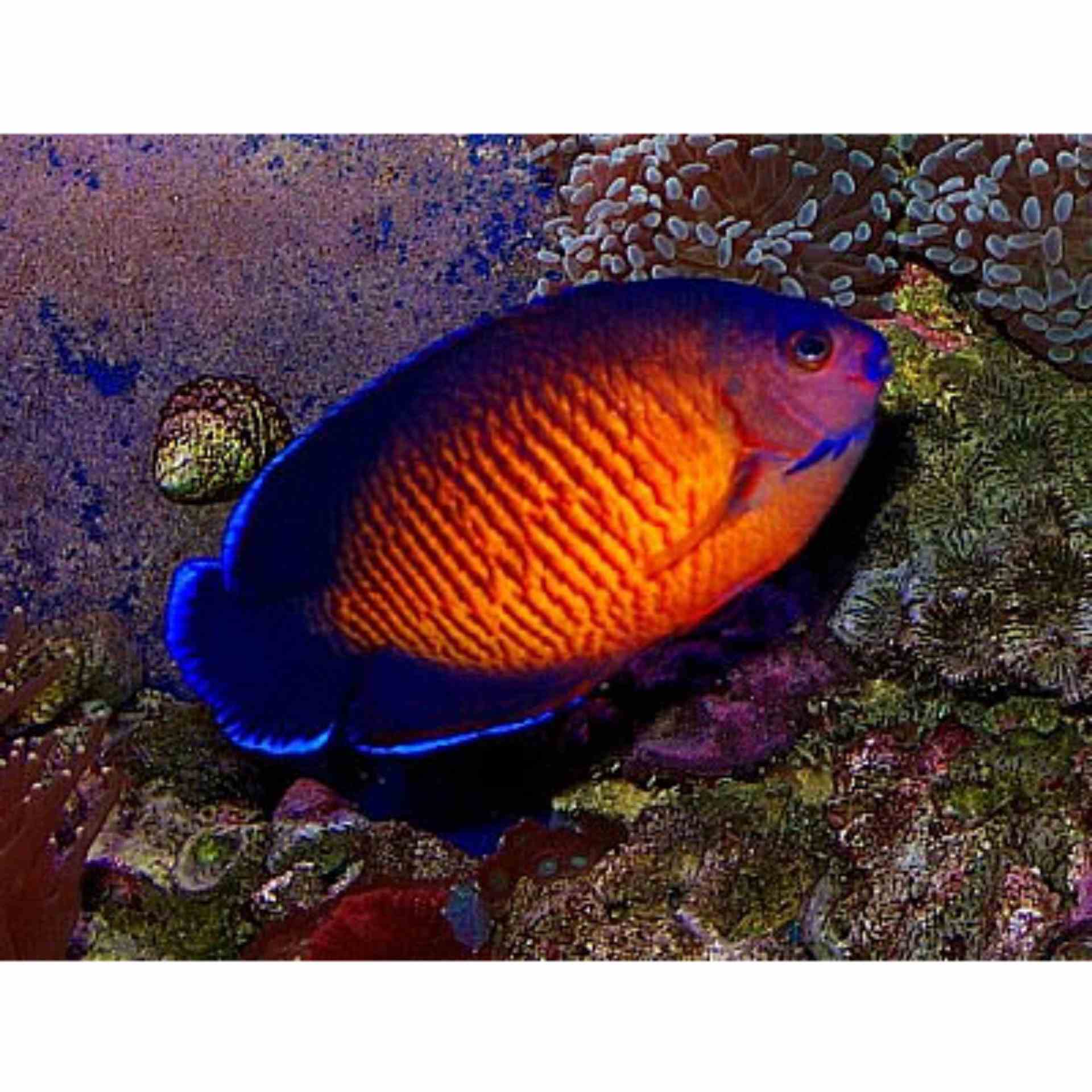 Angelfish - Coral Beauty (SML)