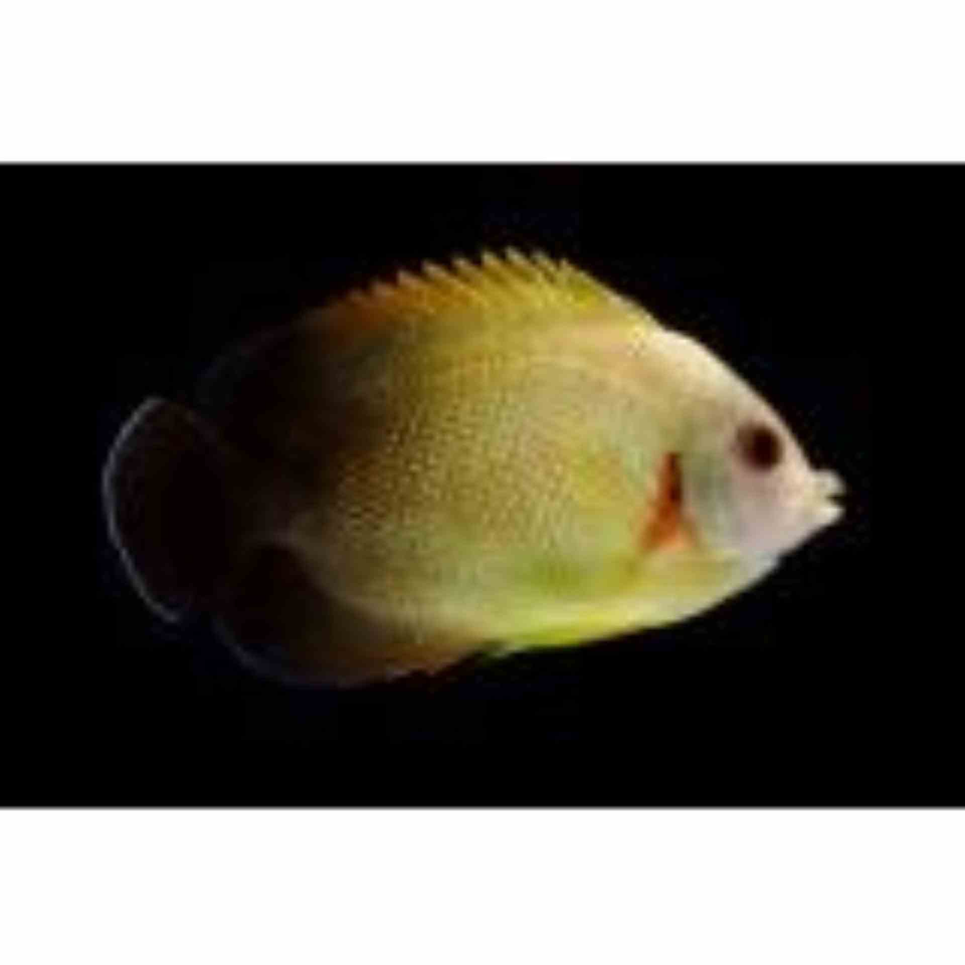 Angelfish - Pearlscale (MED)