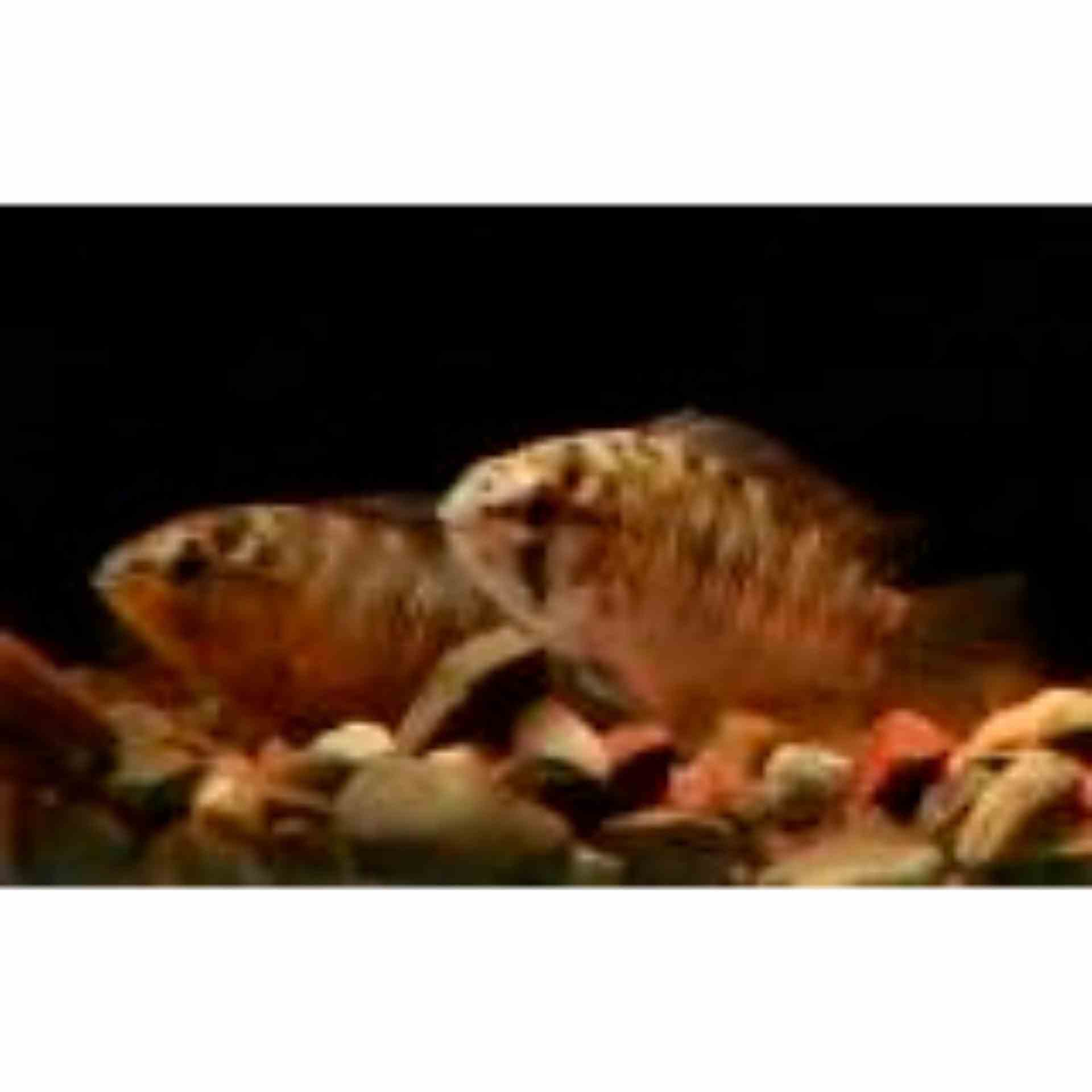 Apistogramma Borelli (3cm)