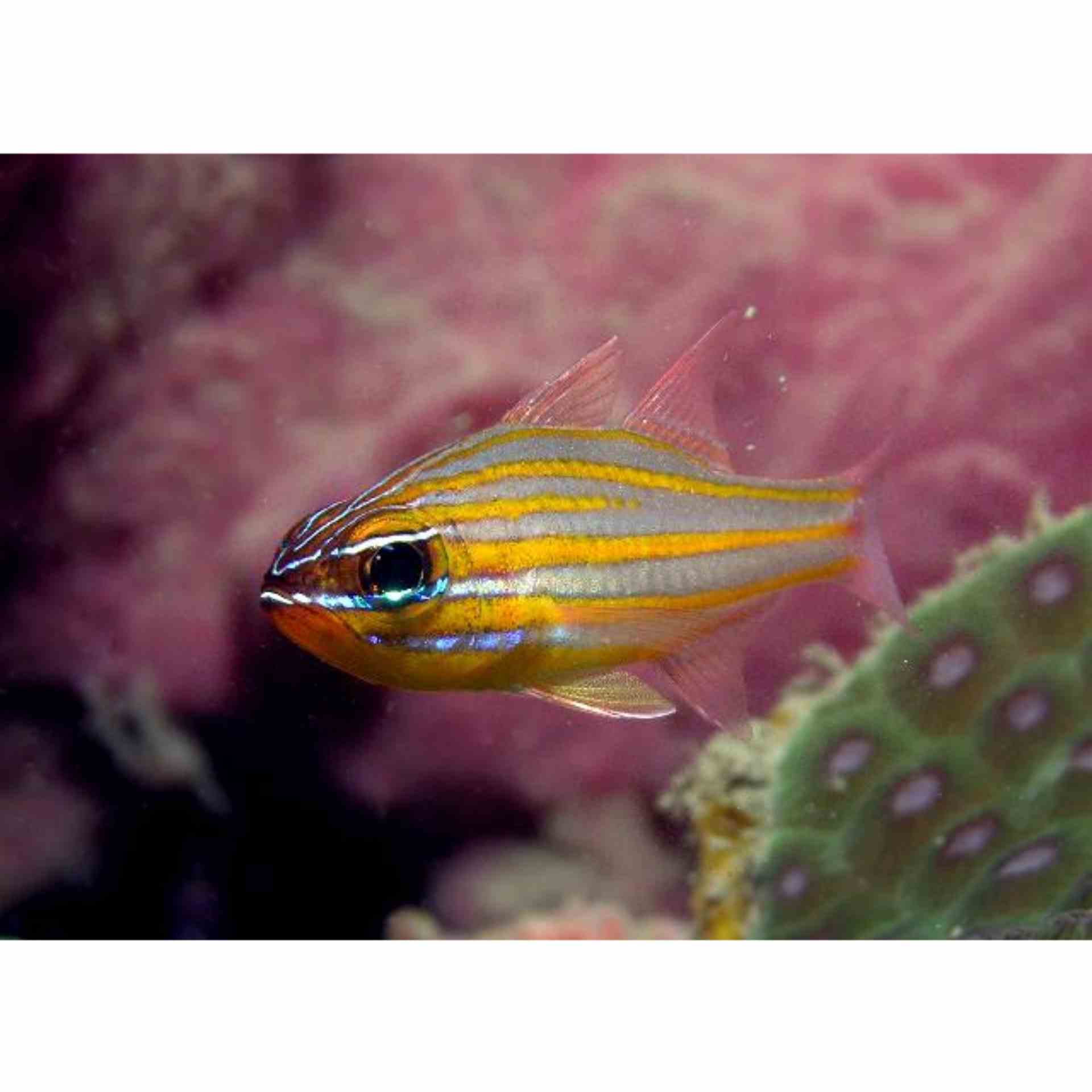 Cardinalfish - Yellowstriped (MED)