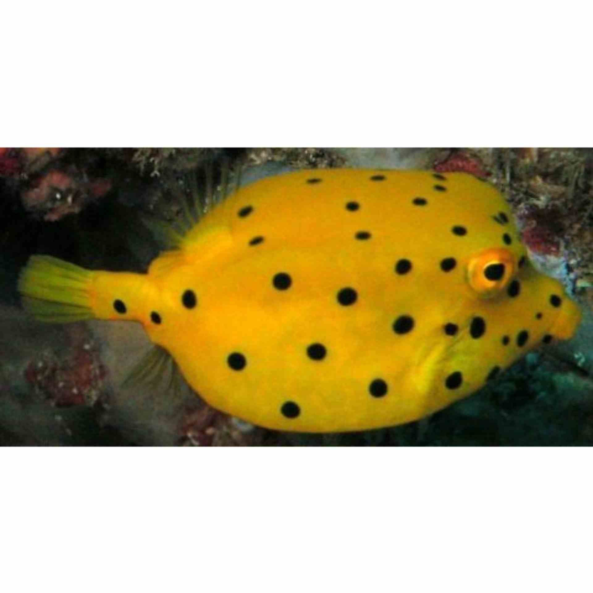 Boxfish - Yellow (MED)