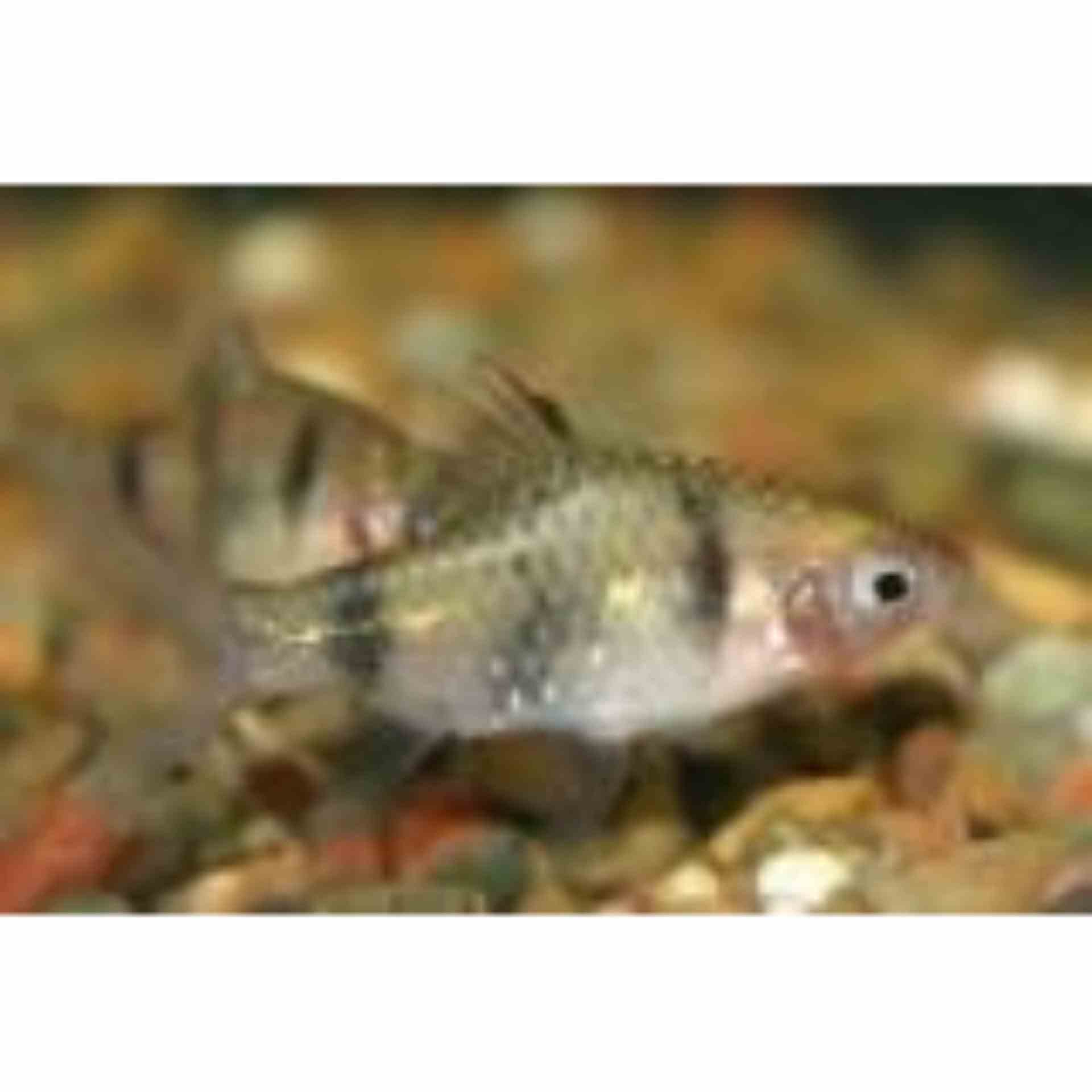 Black Ruby Barb (3cm)