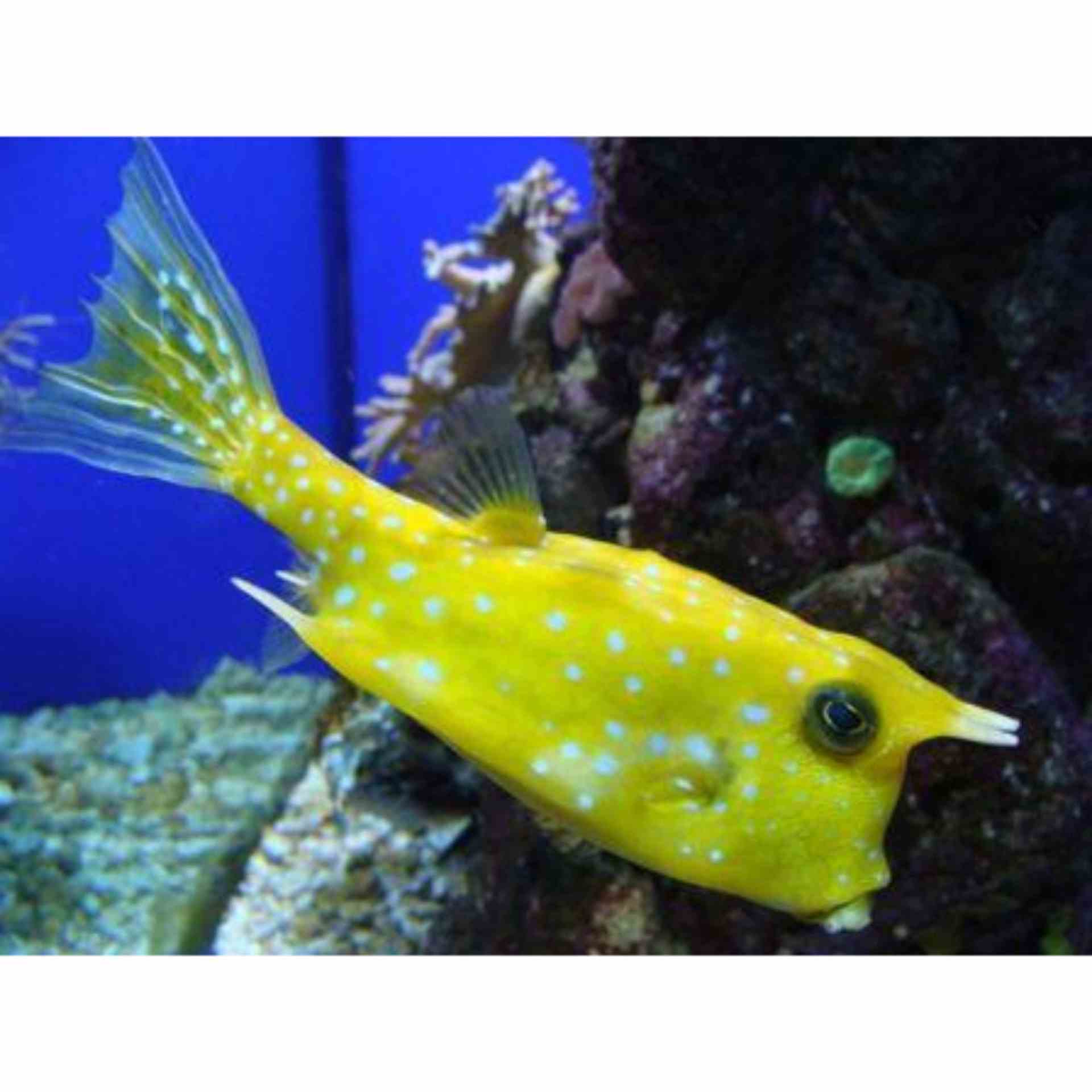 Boxfish - Longhorn (MED)