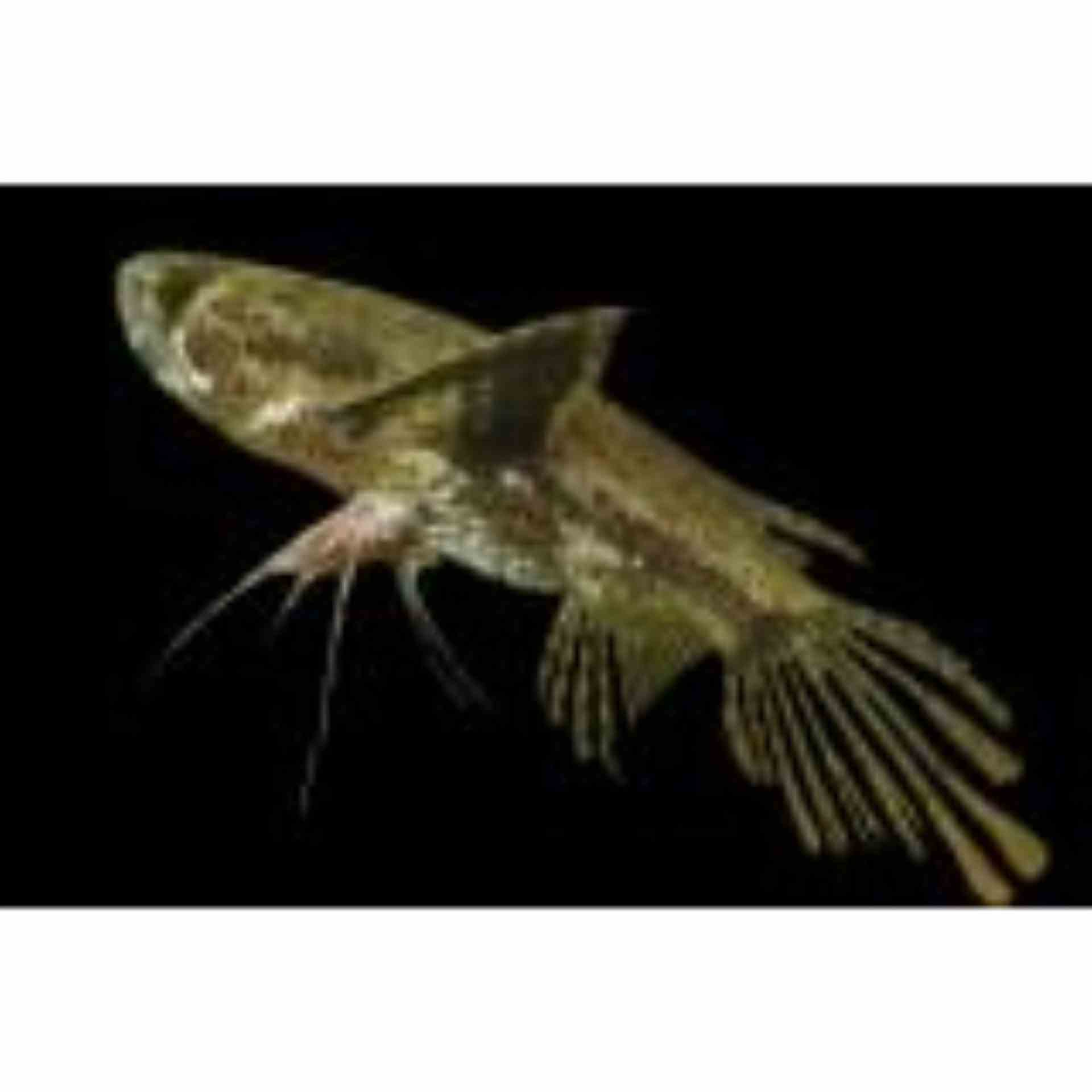 Butterfly Fish (8cm)