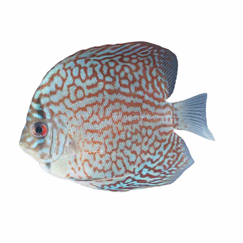 Red Turquoise Discus (8-9cm) (9cm)