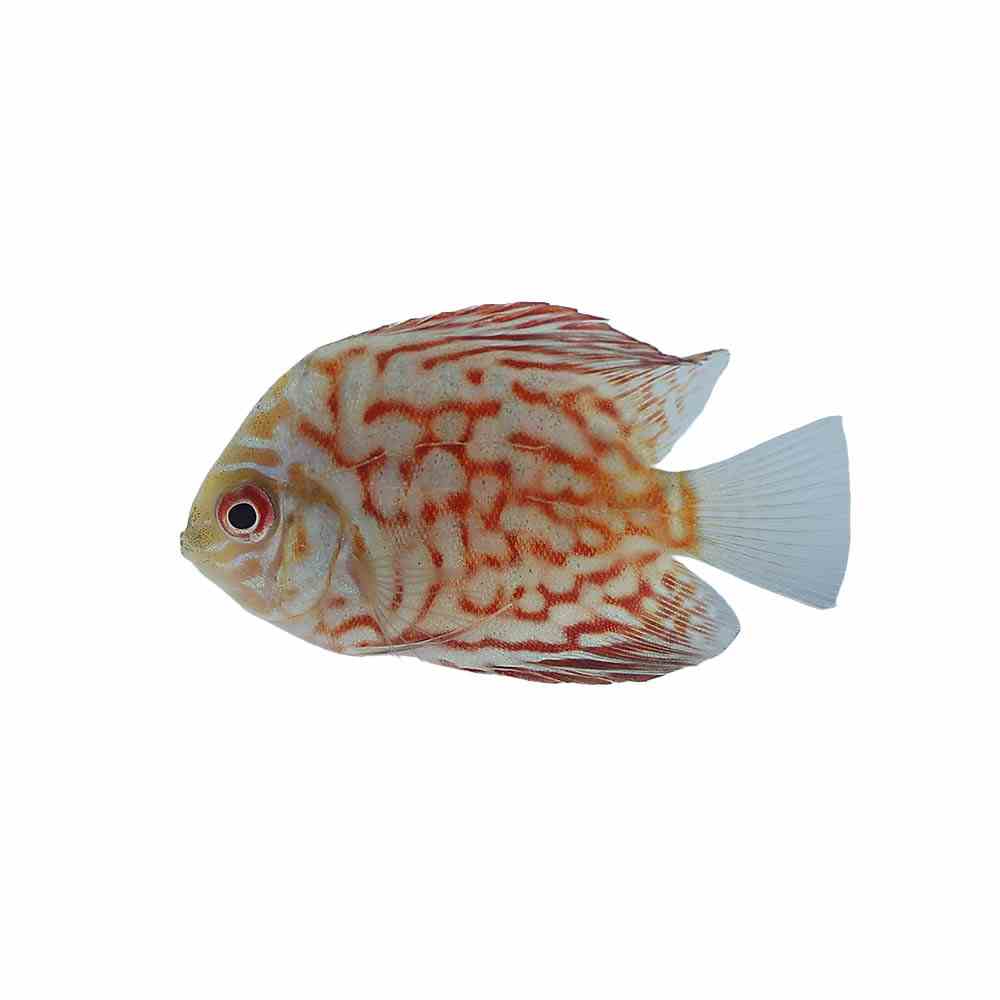 Yellow Pigeon Checkerboard Discus (4-5cm) (5cm)