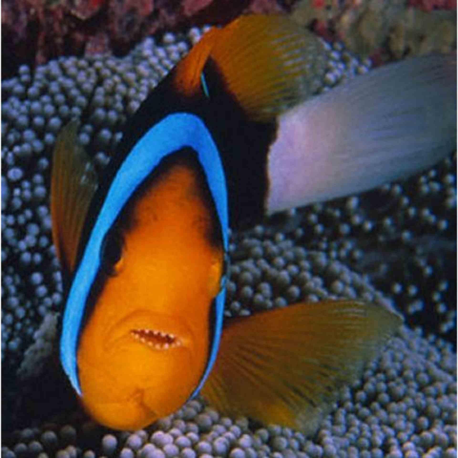 Clownfish - Blue Lined (MED)