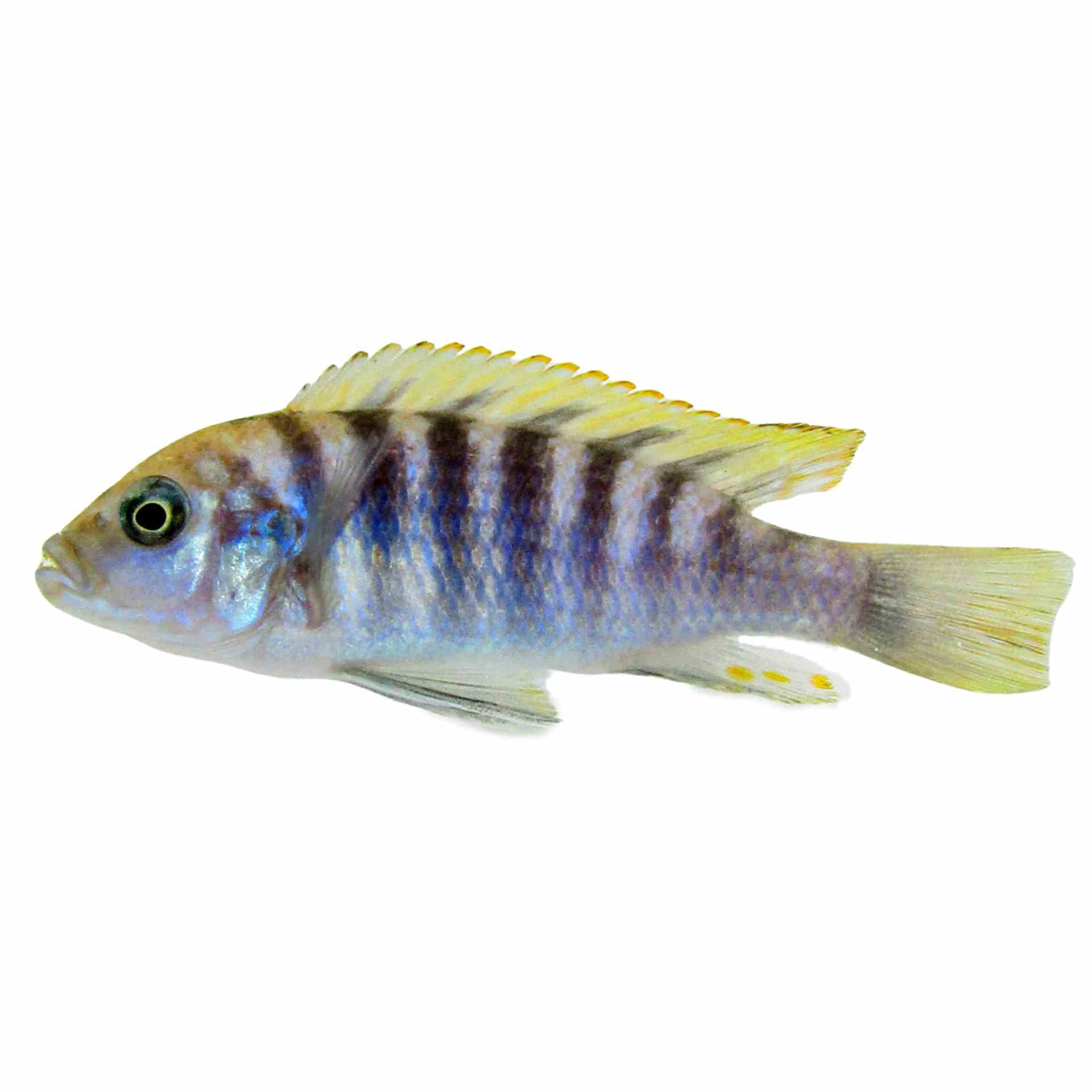 Cynotilapia Yellow Afra (4cm)
