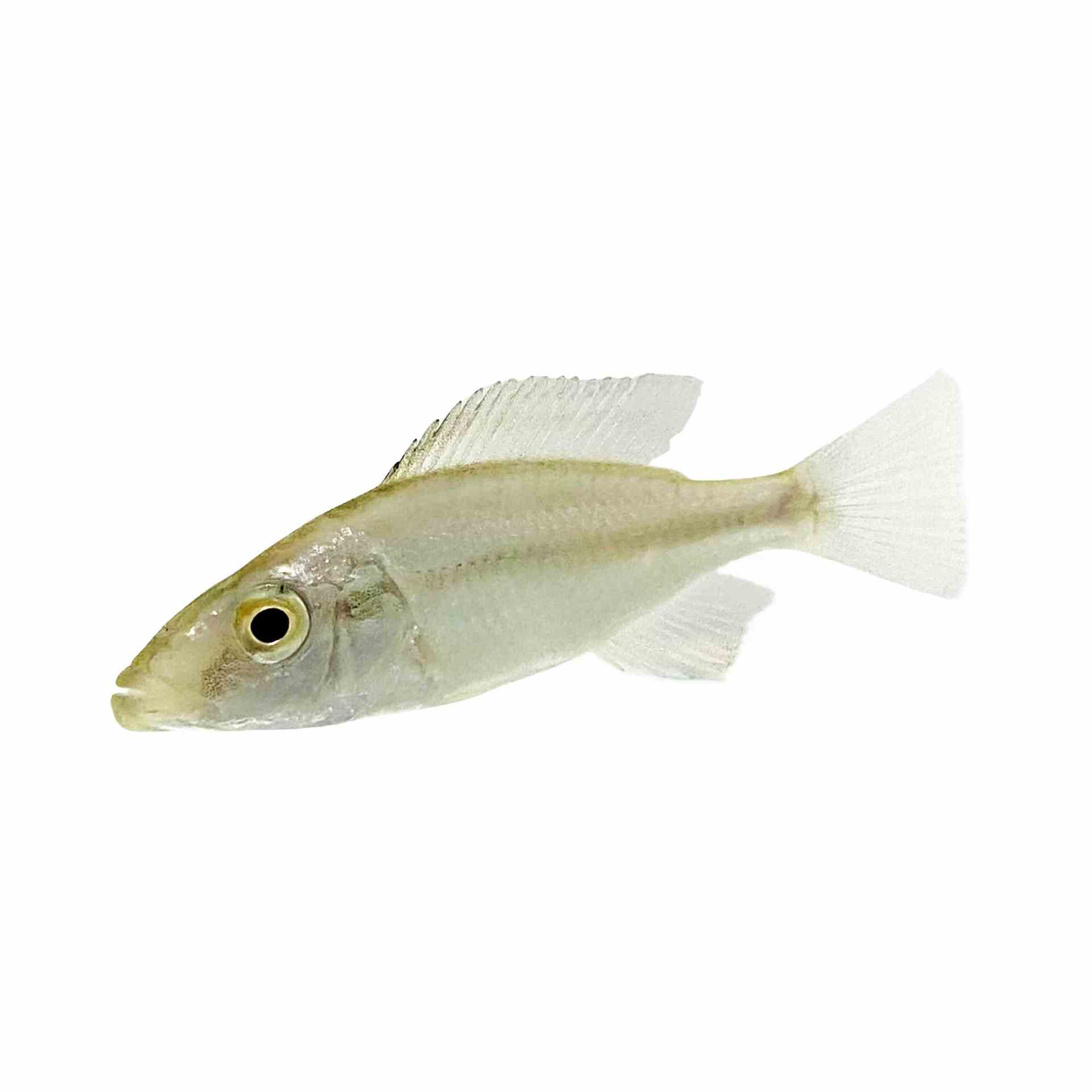 Dimidiochromis Compressiceps (7cm)