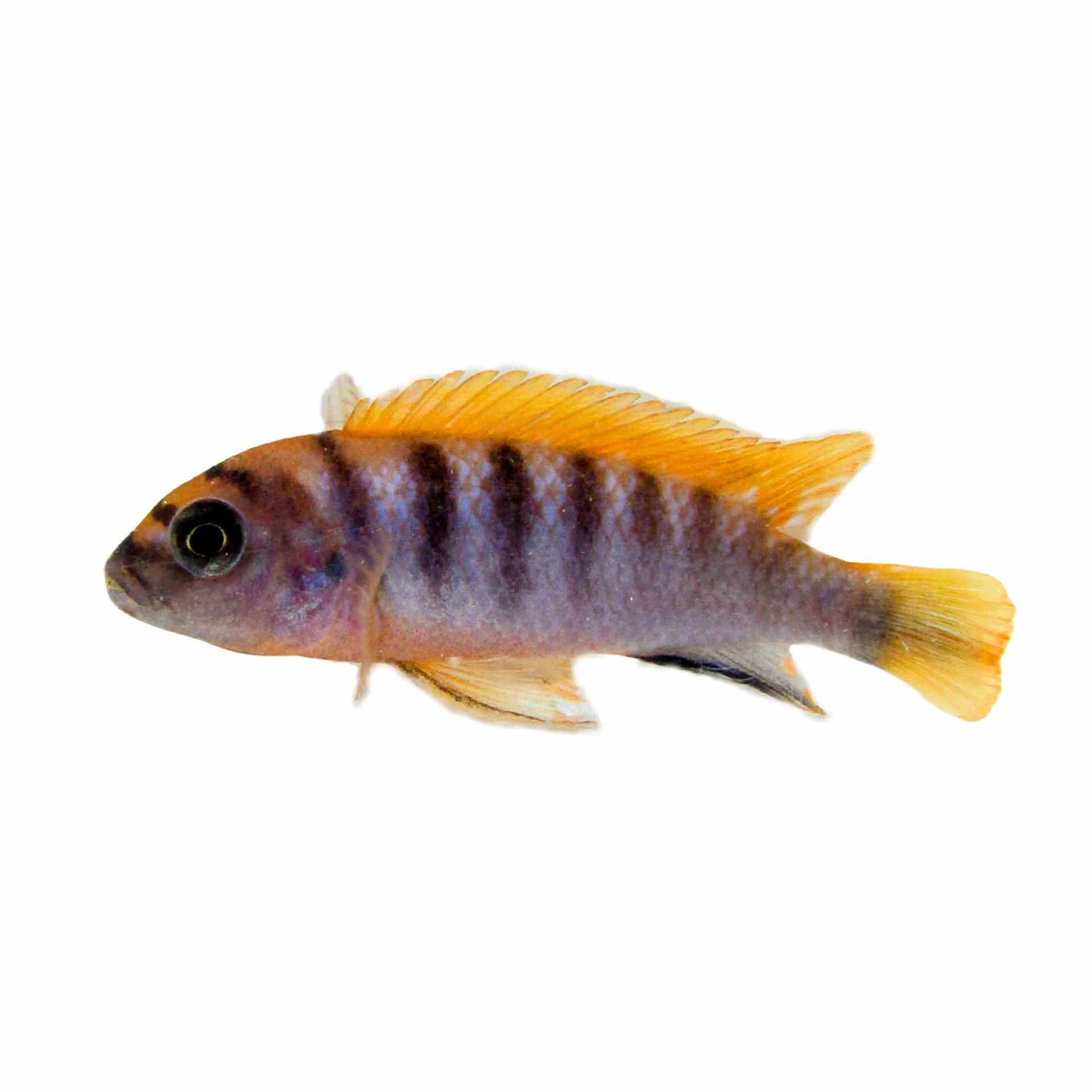 Labidochromis Hongi (4cm)