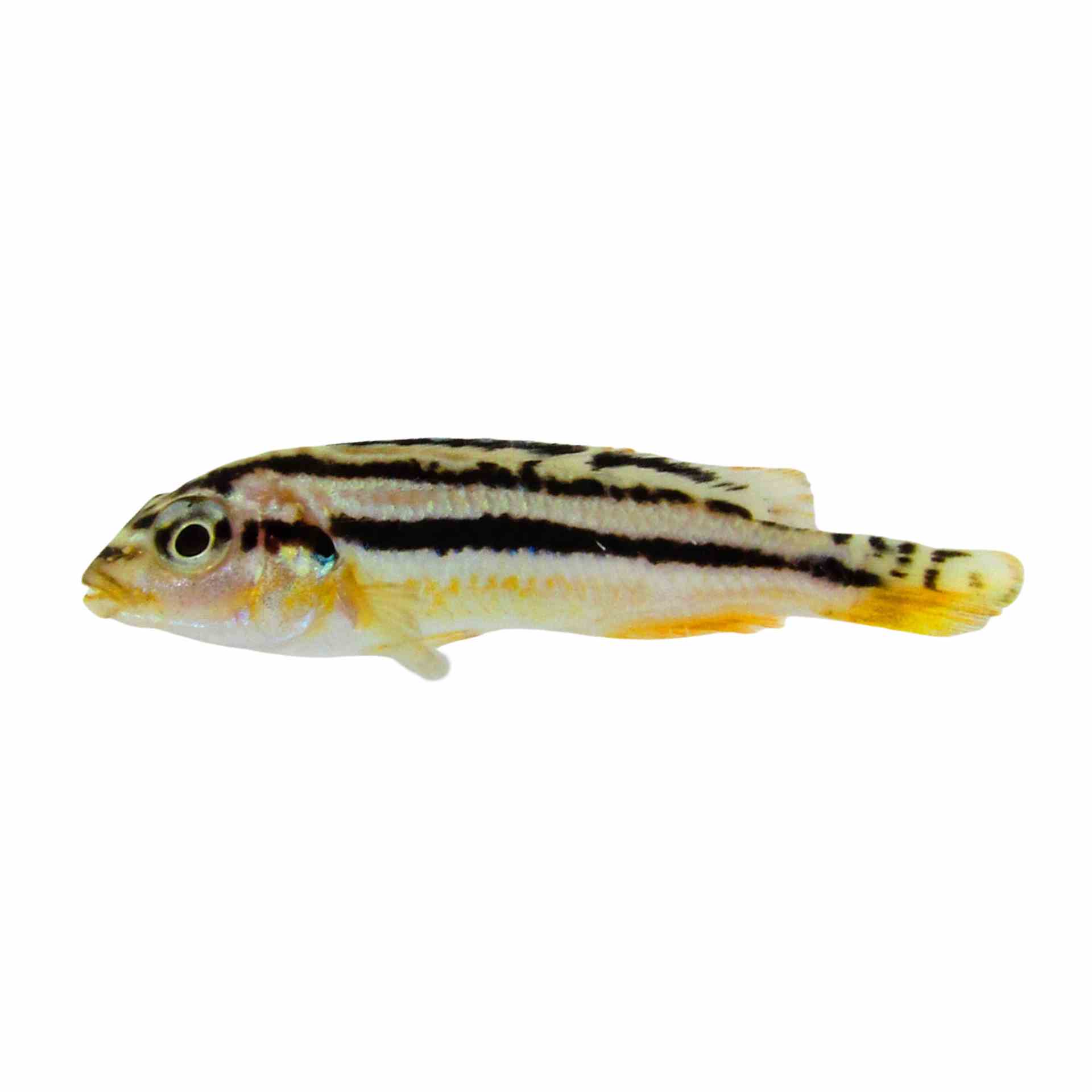 Melanochromis Auratus (3-4cm) (3.5cm)