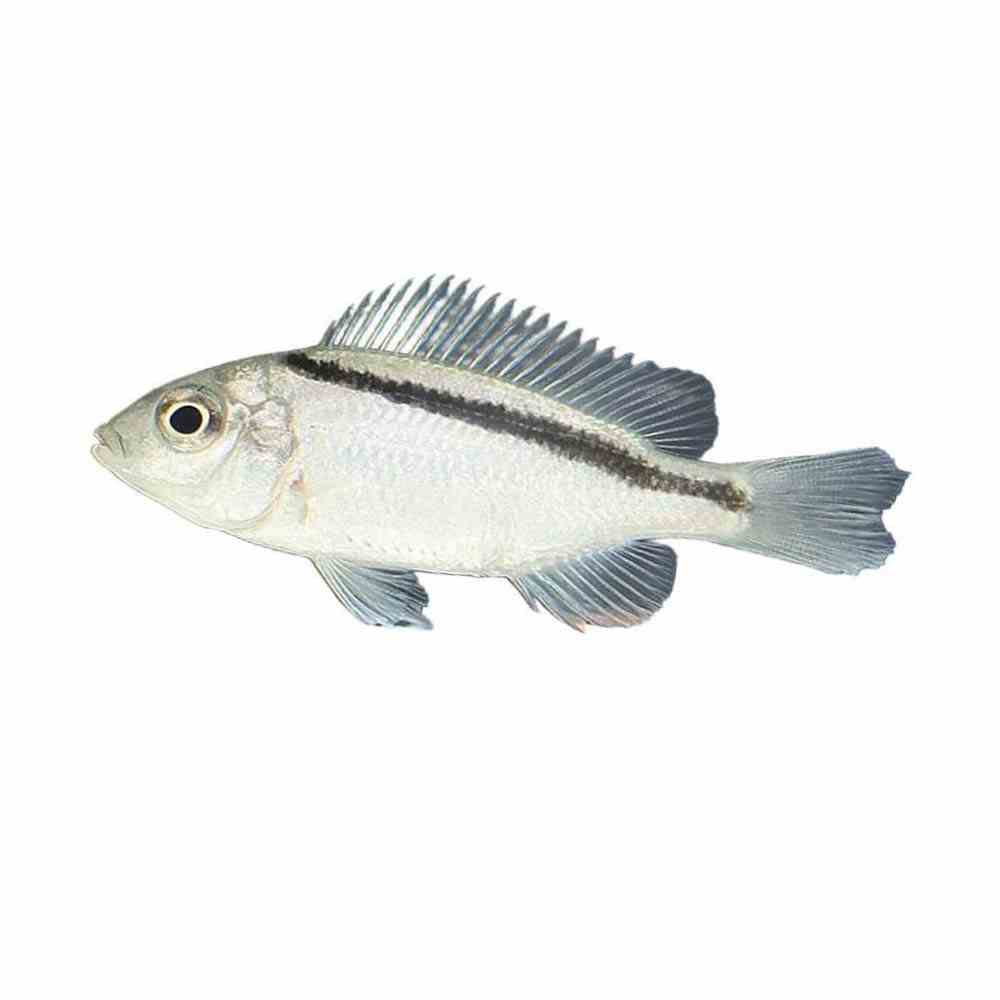 Mylochromis Melanotaenia (7cm)