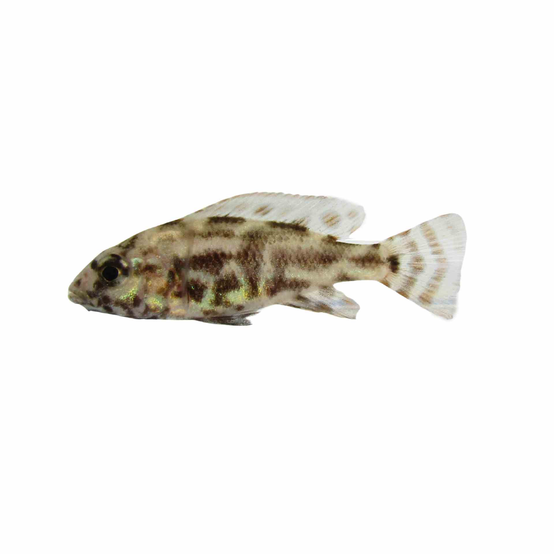 Nimbochromis Polystigma (5cm)