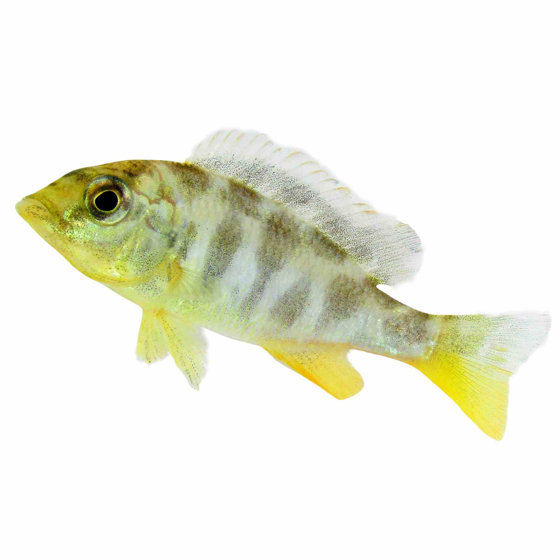 Nimbochromis Venustus (7cm)