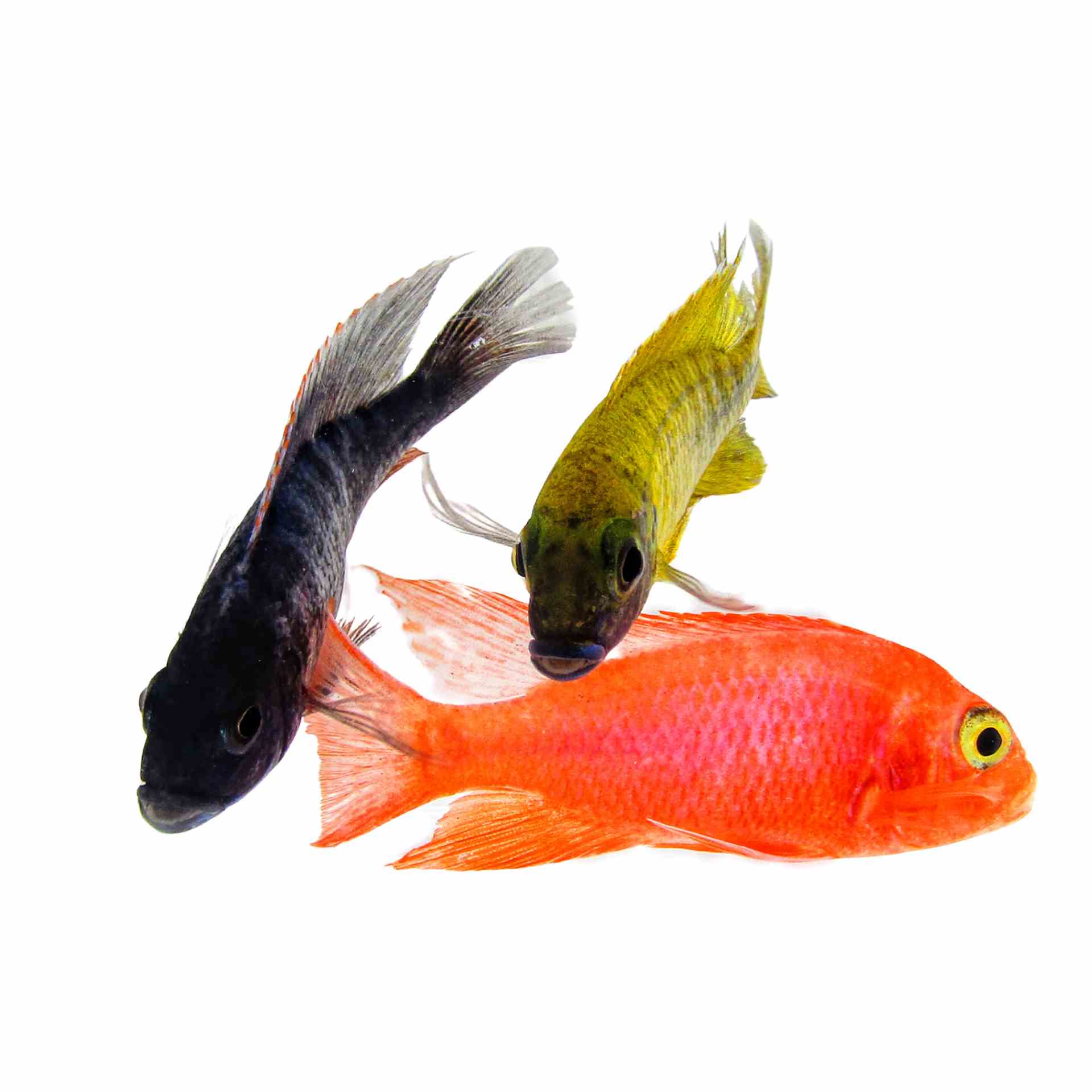 Assorted Peacock (4cm)