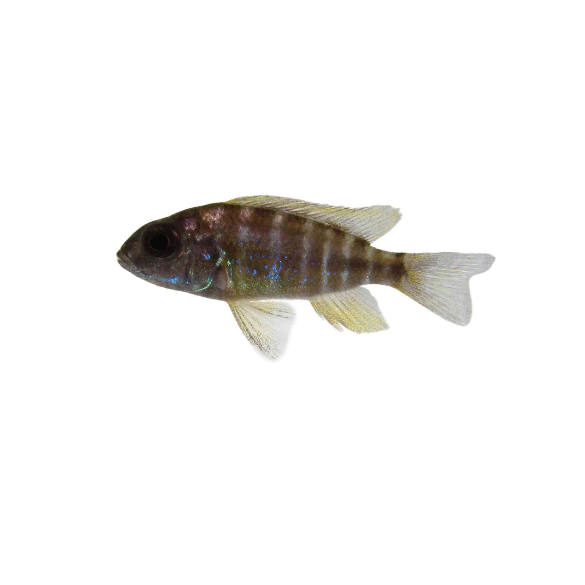 Peacock Benga German Strain (5cm)