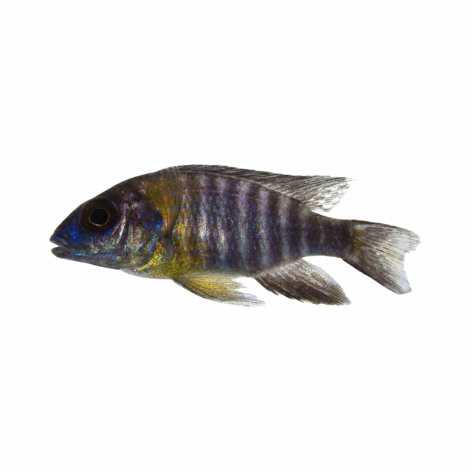 Peacock Blue Neon (5cm)