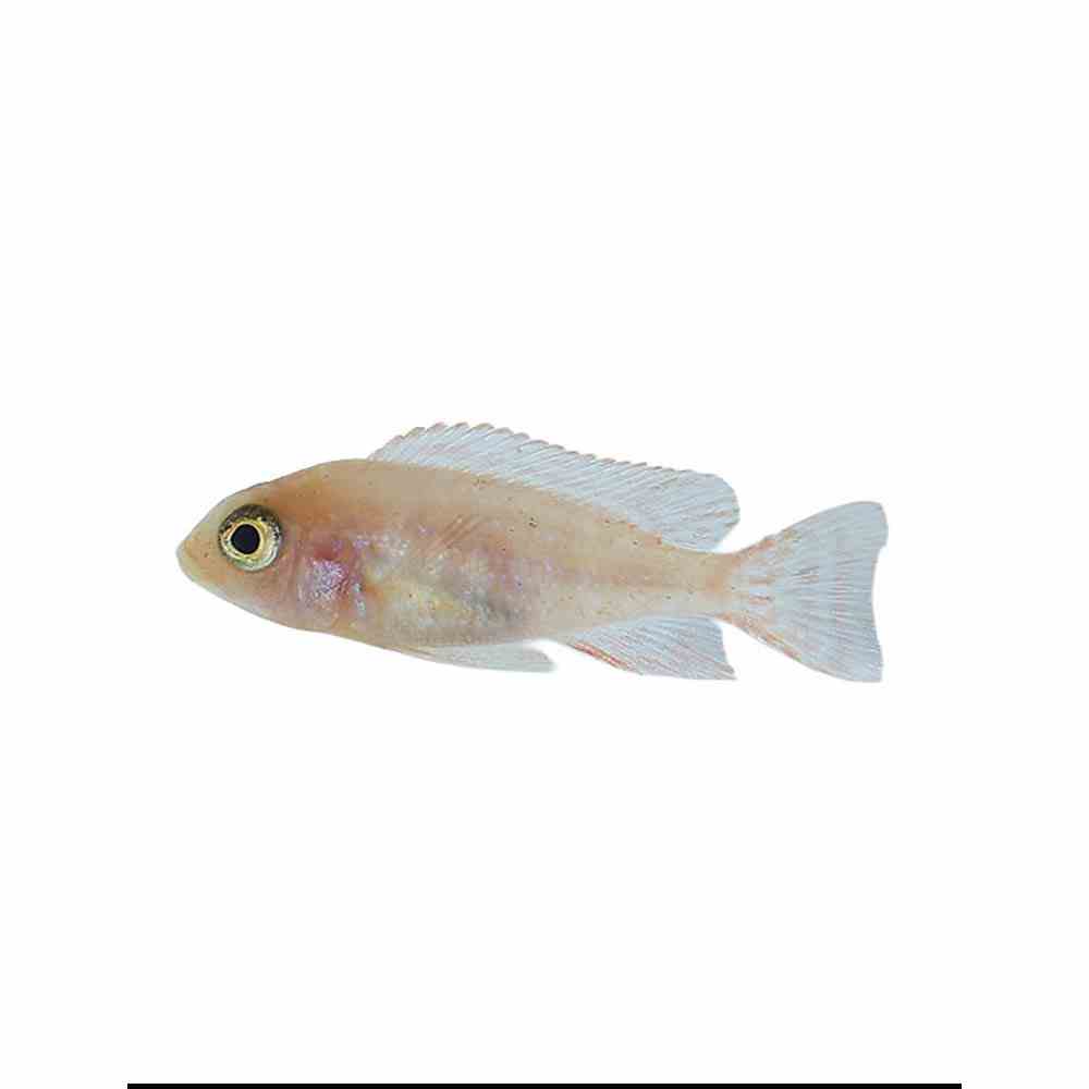 Peacock Dragon Blood (5cm)