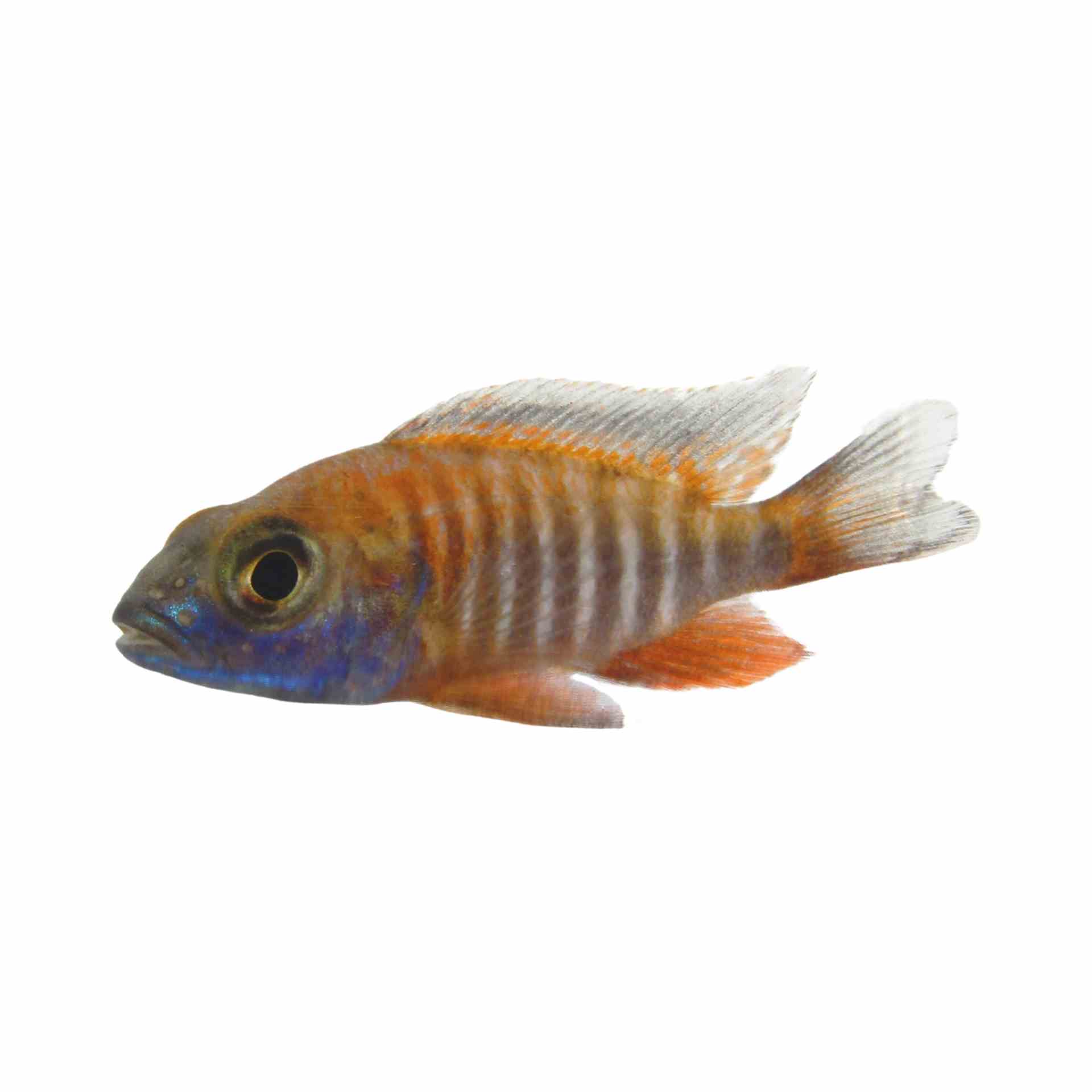 Peacock Eureka Red (5cm)