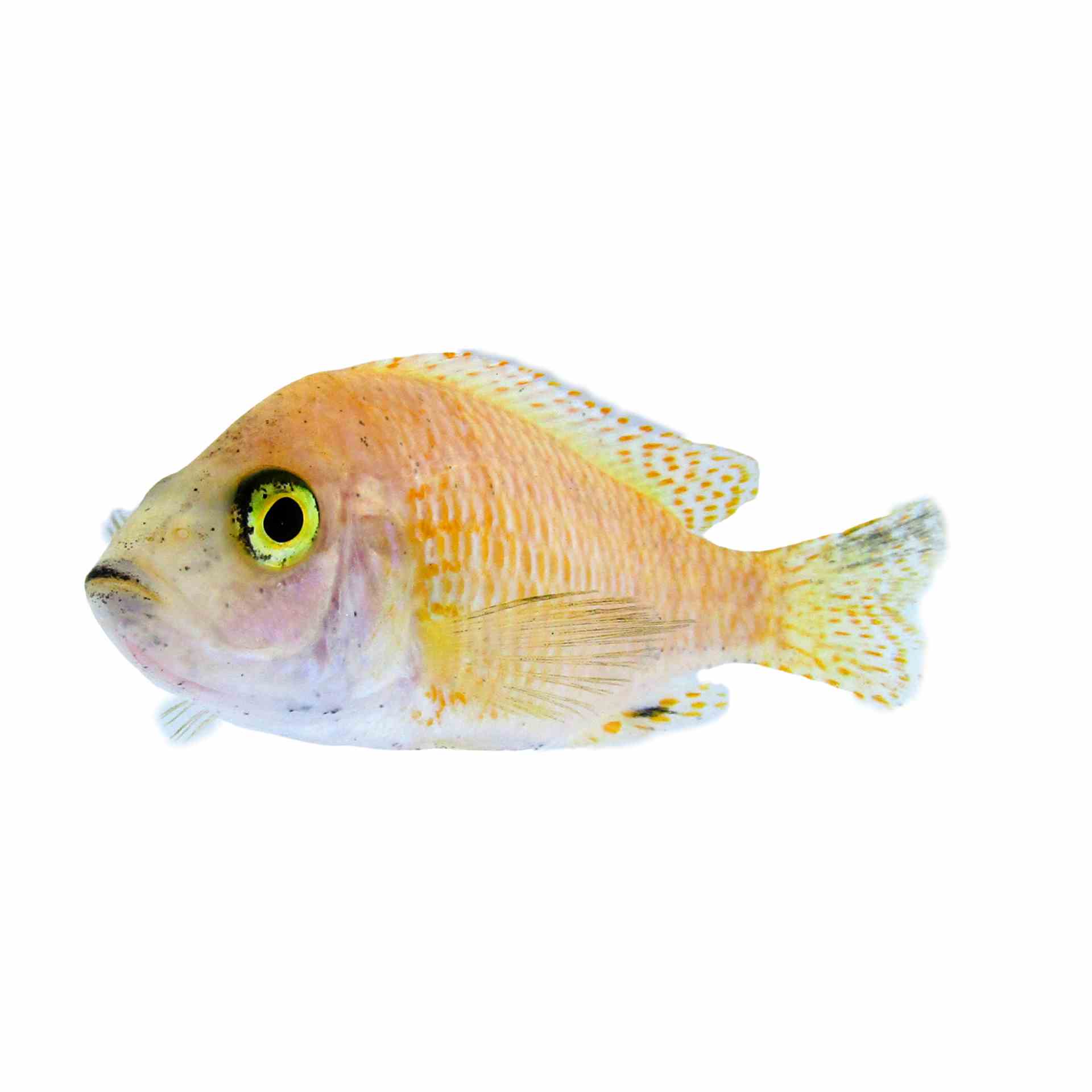Peacock Cichlid Strawberry (5cm)