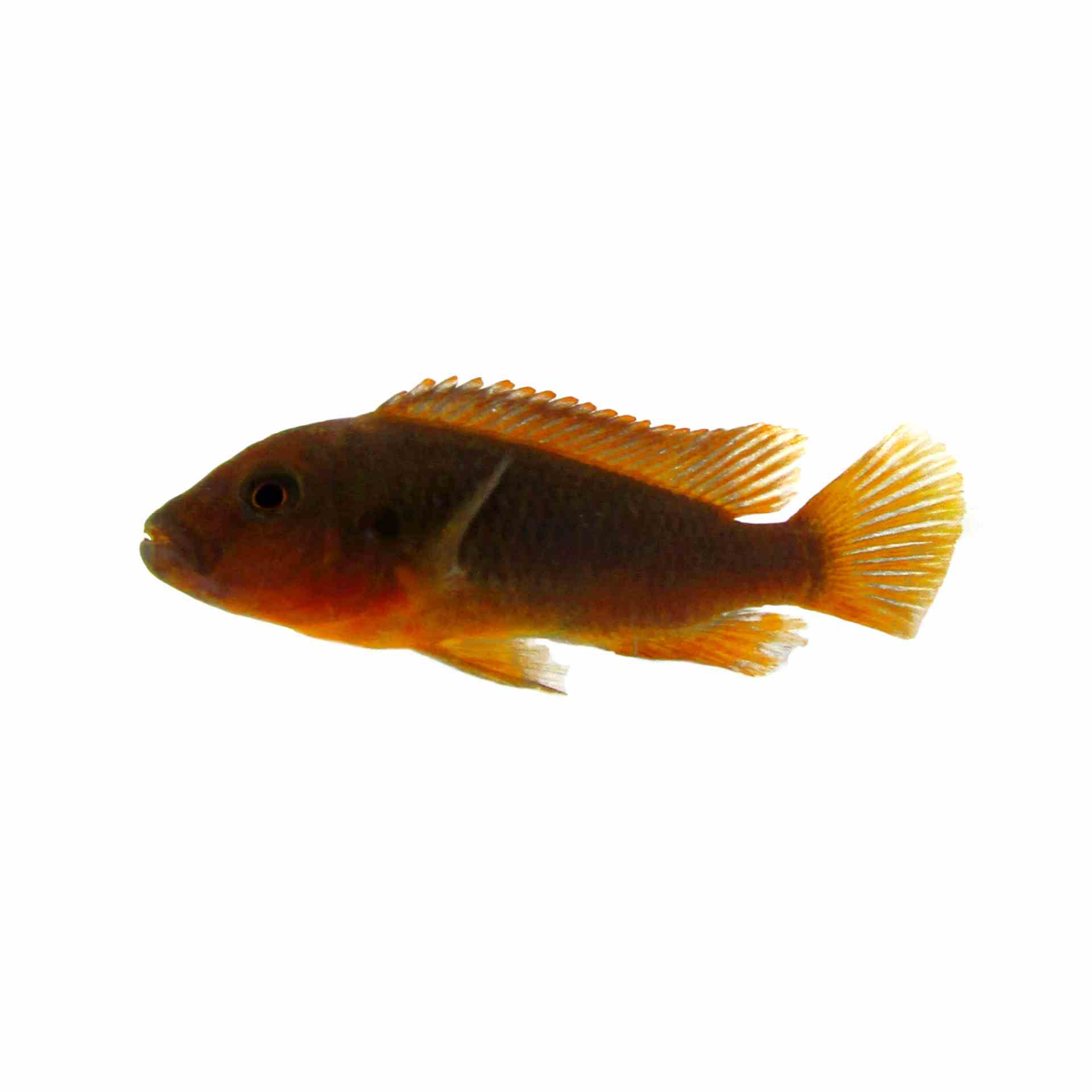 Rusty Cichlid (4cm)