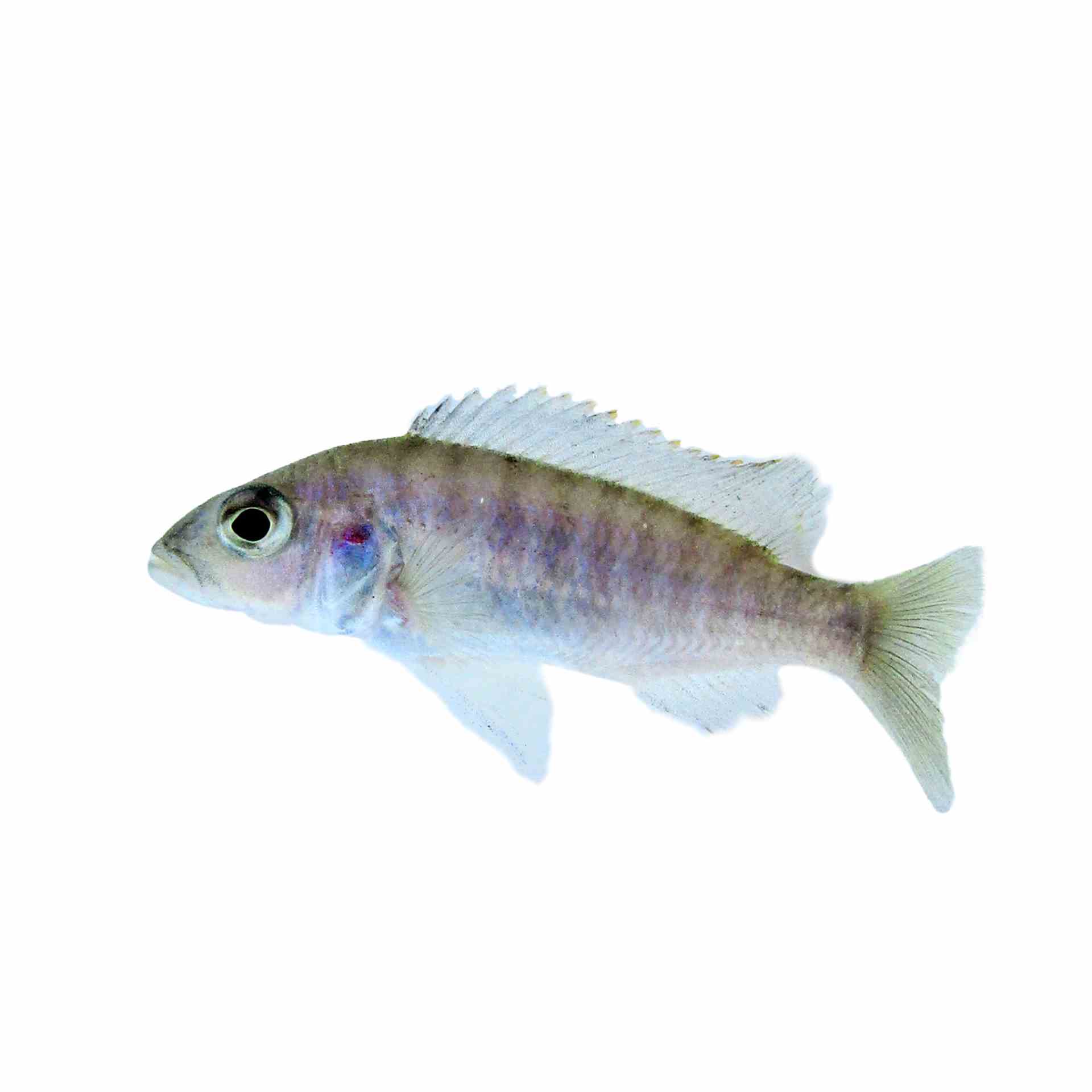 Electric Blue (5cm)