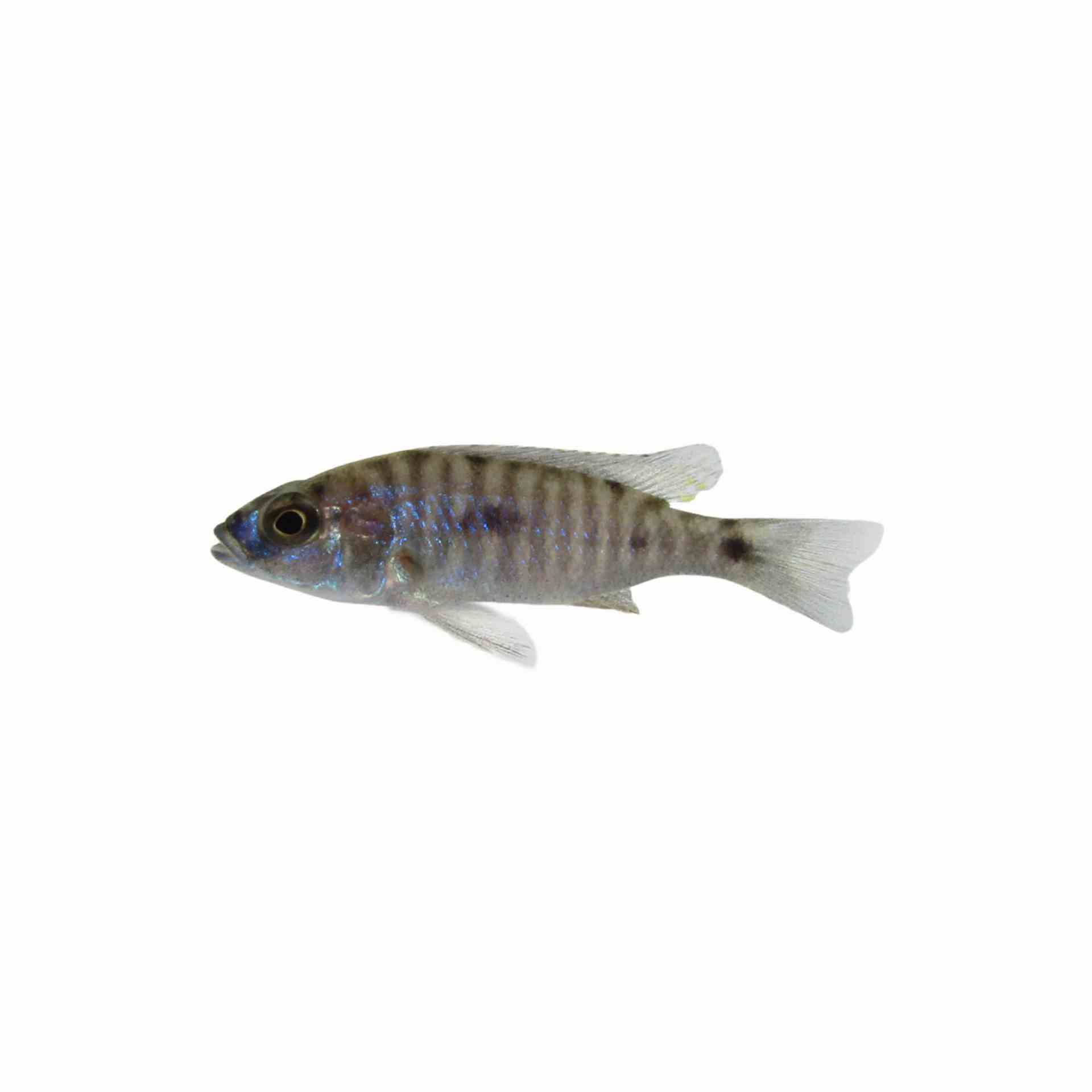 Iceberg Electric Blue (4cm)
