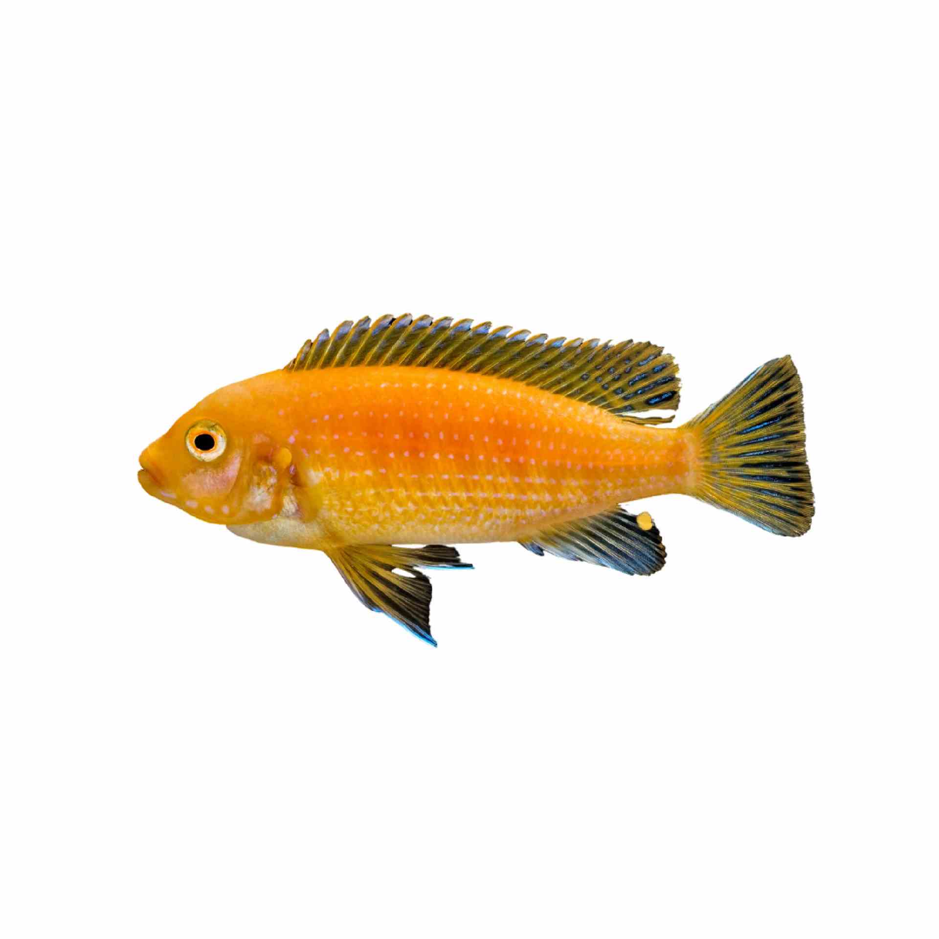 Zebra Red Pulu Pt (4cm)