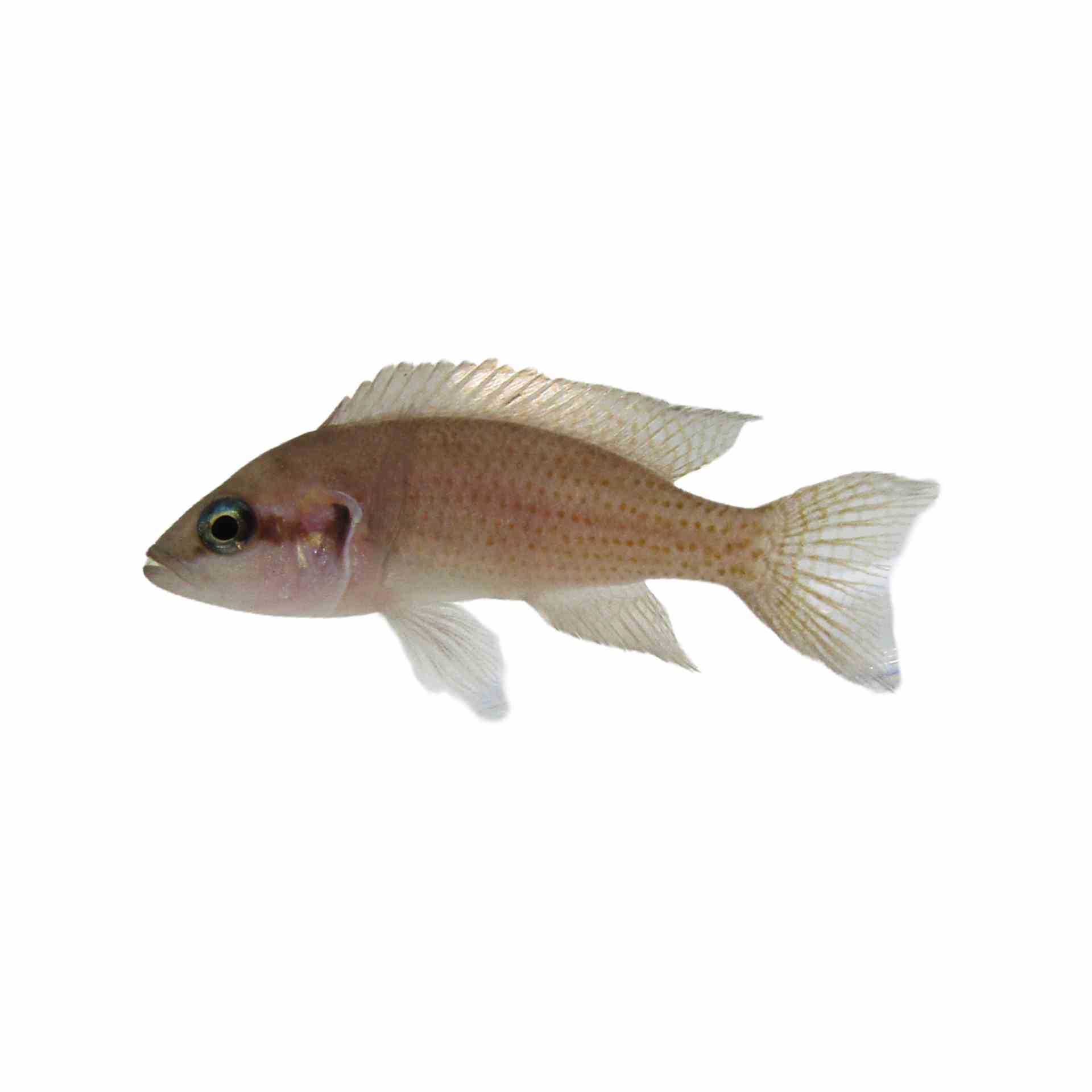 Princess Cichlid (5cm)